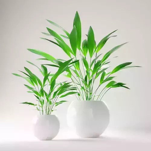 Home pot plant - palm decoration for interior design