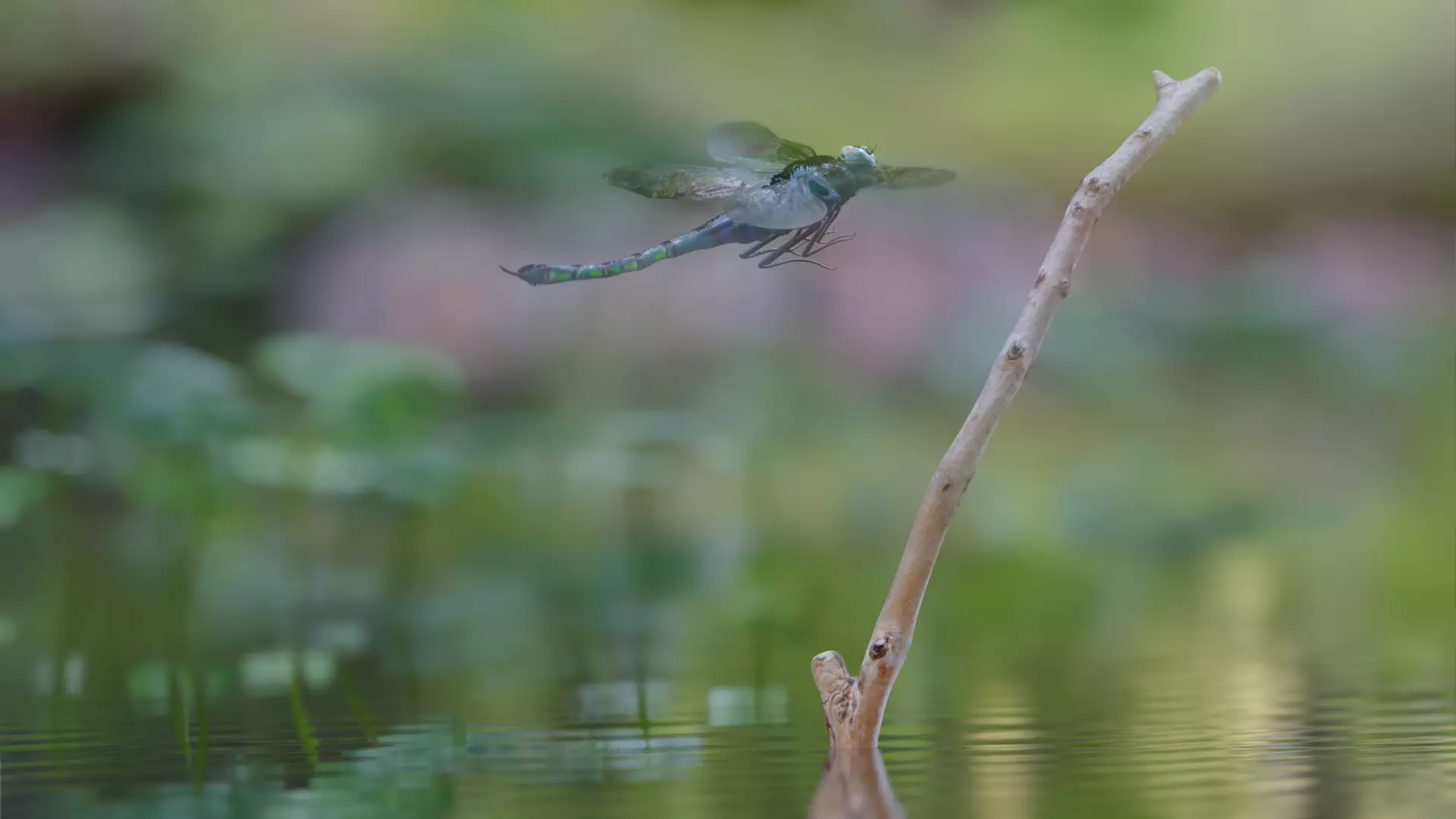 DragonFly 3D model in flight 3D model_0