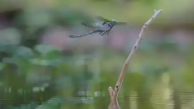 DragonFly 3D model in flight
