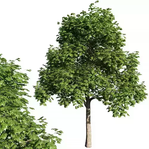 Acer platanoides tree