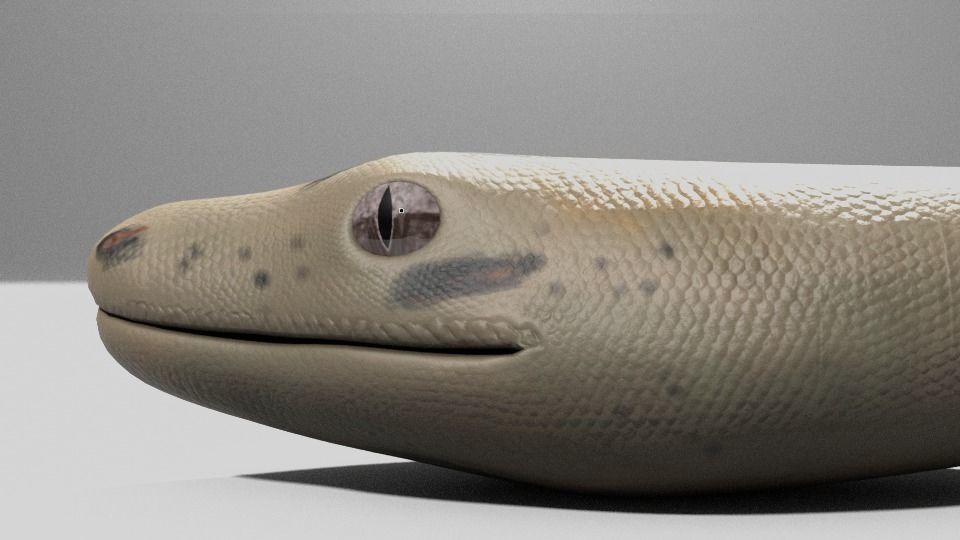 Boa Constrictor Snake Python Low-poly 3D model_8