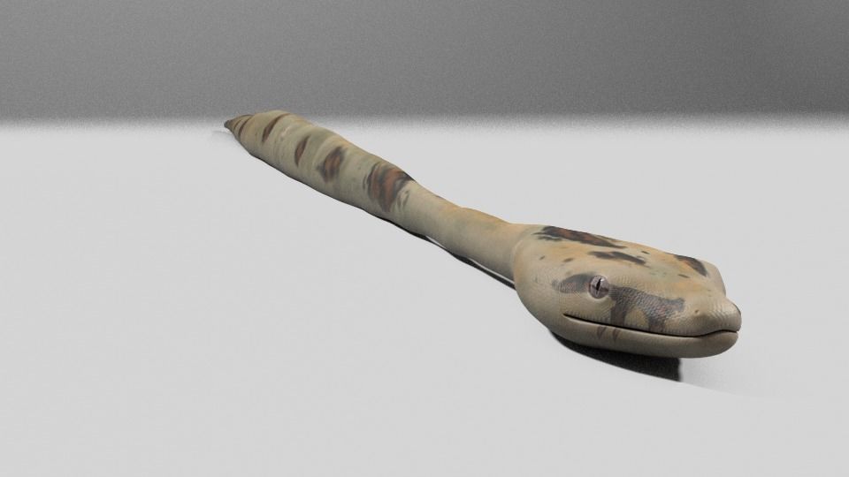 Boa Constrictor Snake Python Low-poly 3D model_6