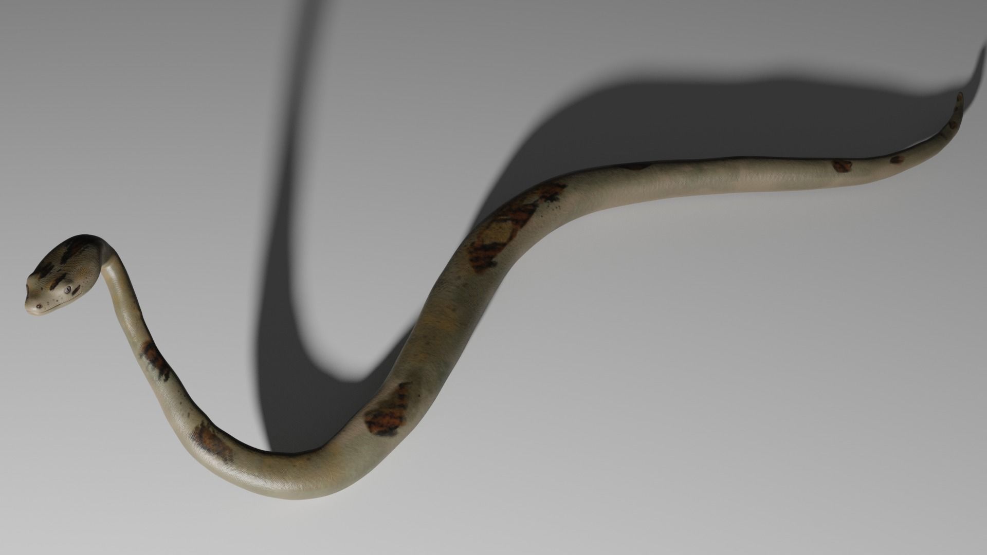 Boa Constrictor Snake Python Low-poly 3D model_5