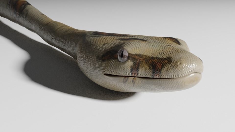 Boa Constrictor Snake Python Low-poly 3D model_2