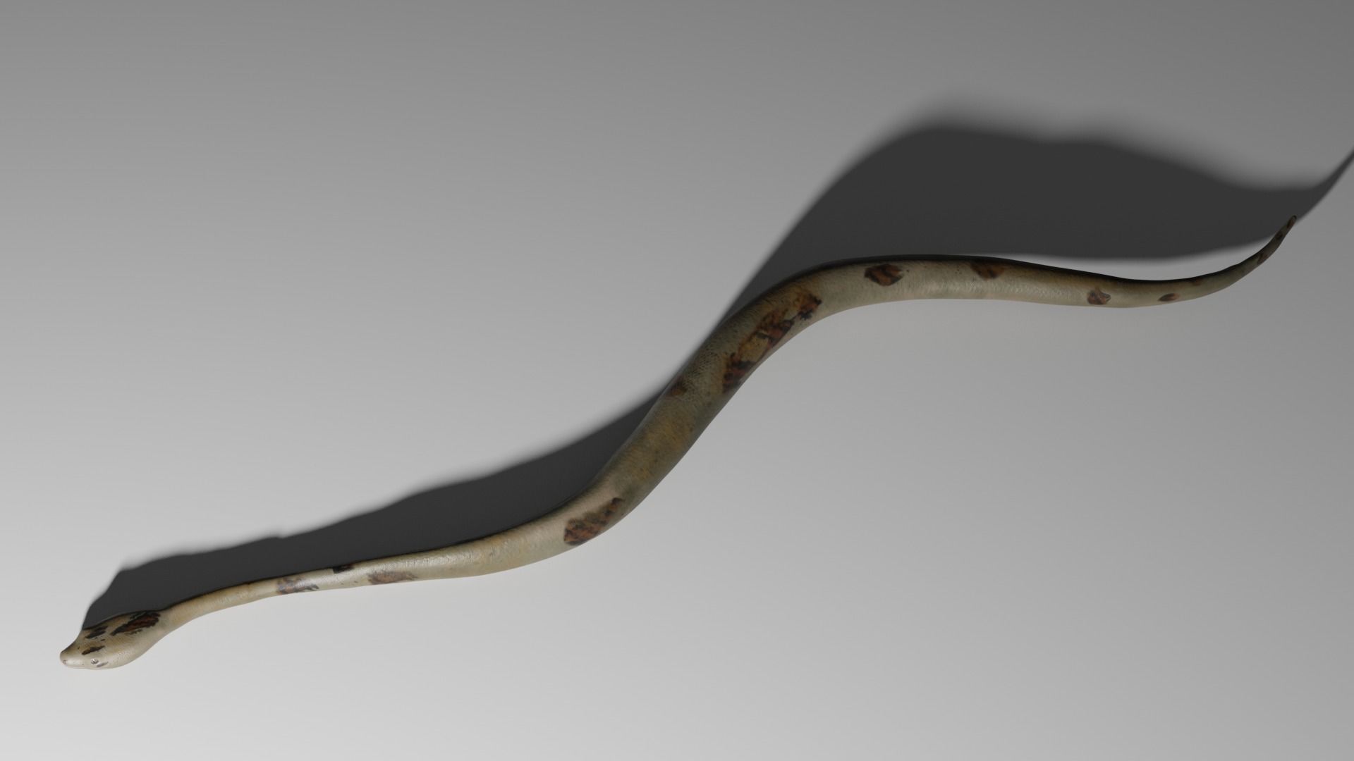 Boa Constrictor Snake Python Low-poly 3D model_4