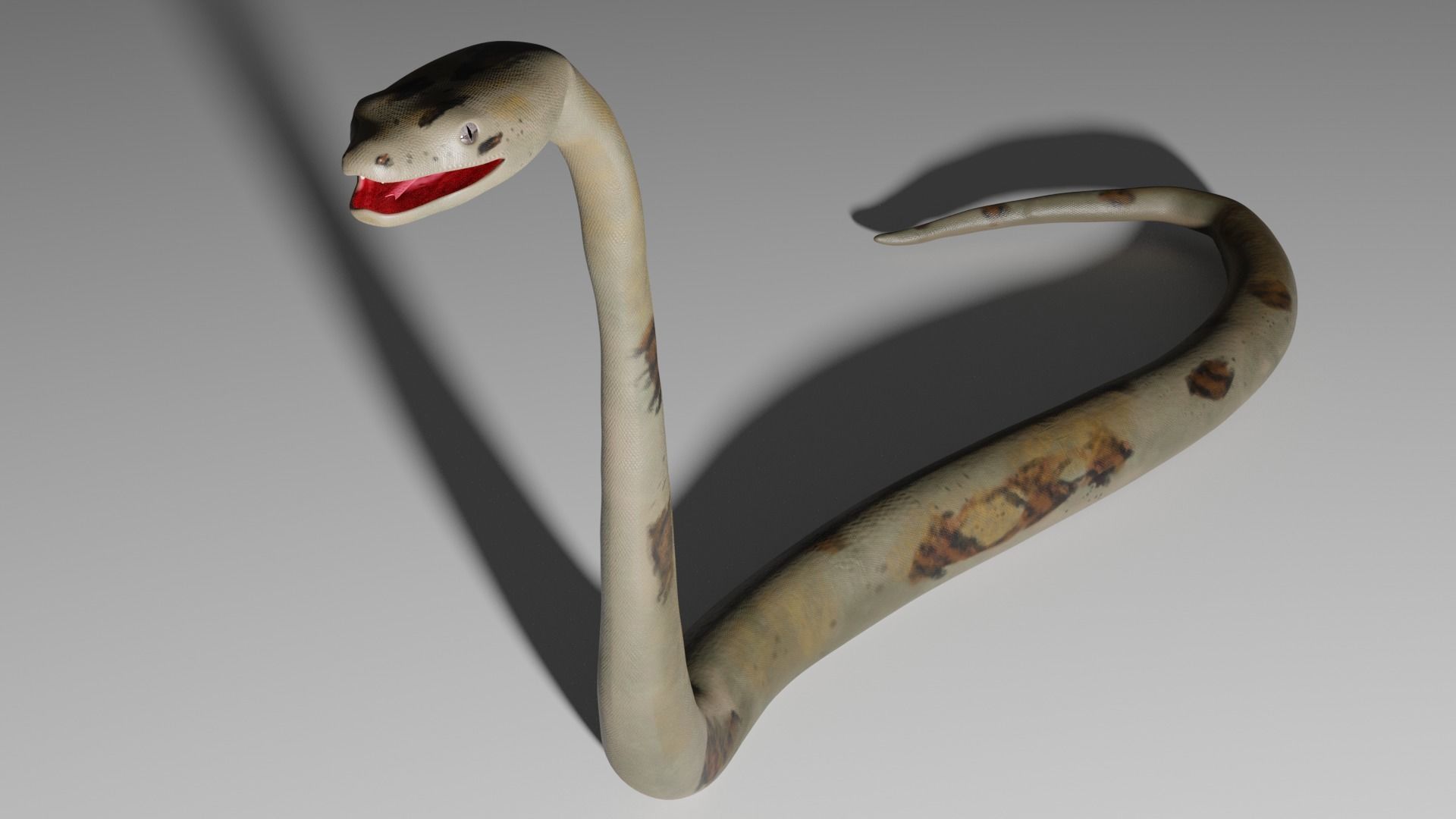 Boa Constrictor Snake Python Low-poly 3D model_3