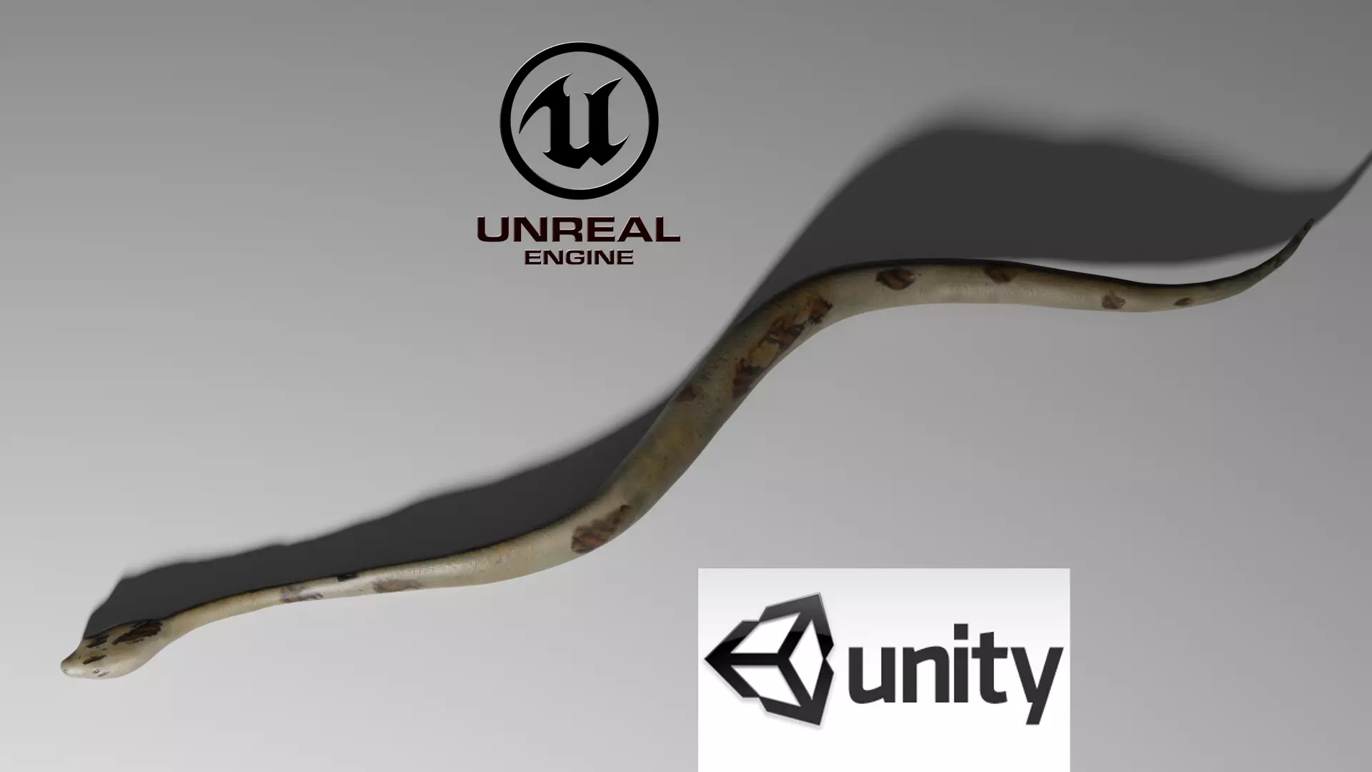 Boa Constrictor Snake Python Low-poly 3D model_0