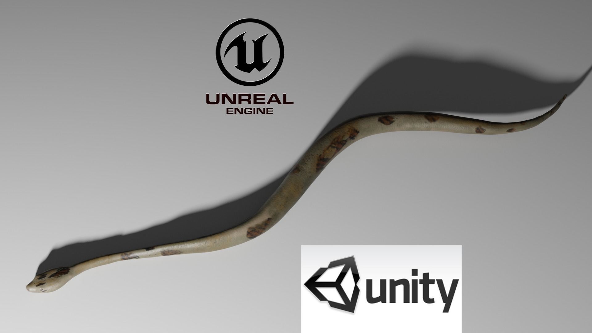 Boa Constrictor Snake Python