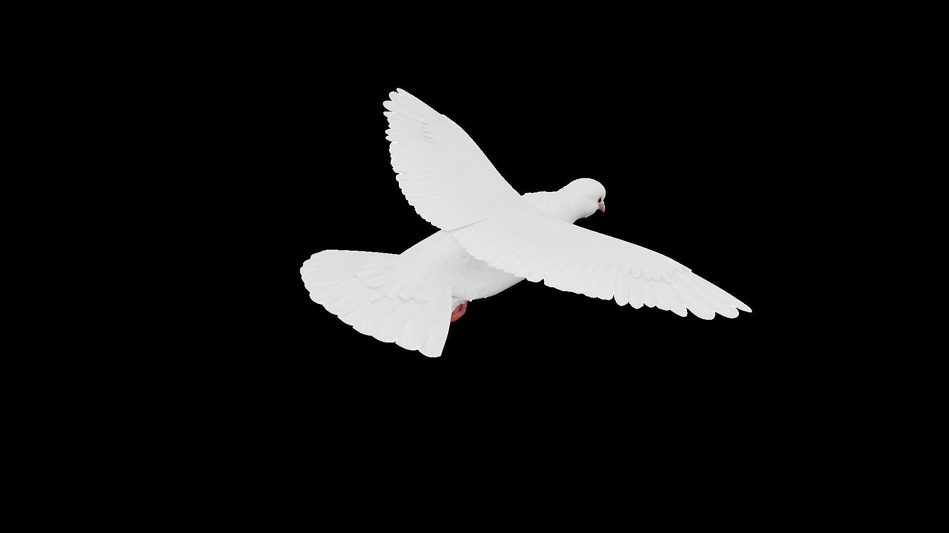 Realistic Animated White Dove Low-poly Low-poly 3D model_9
