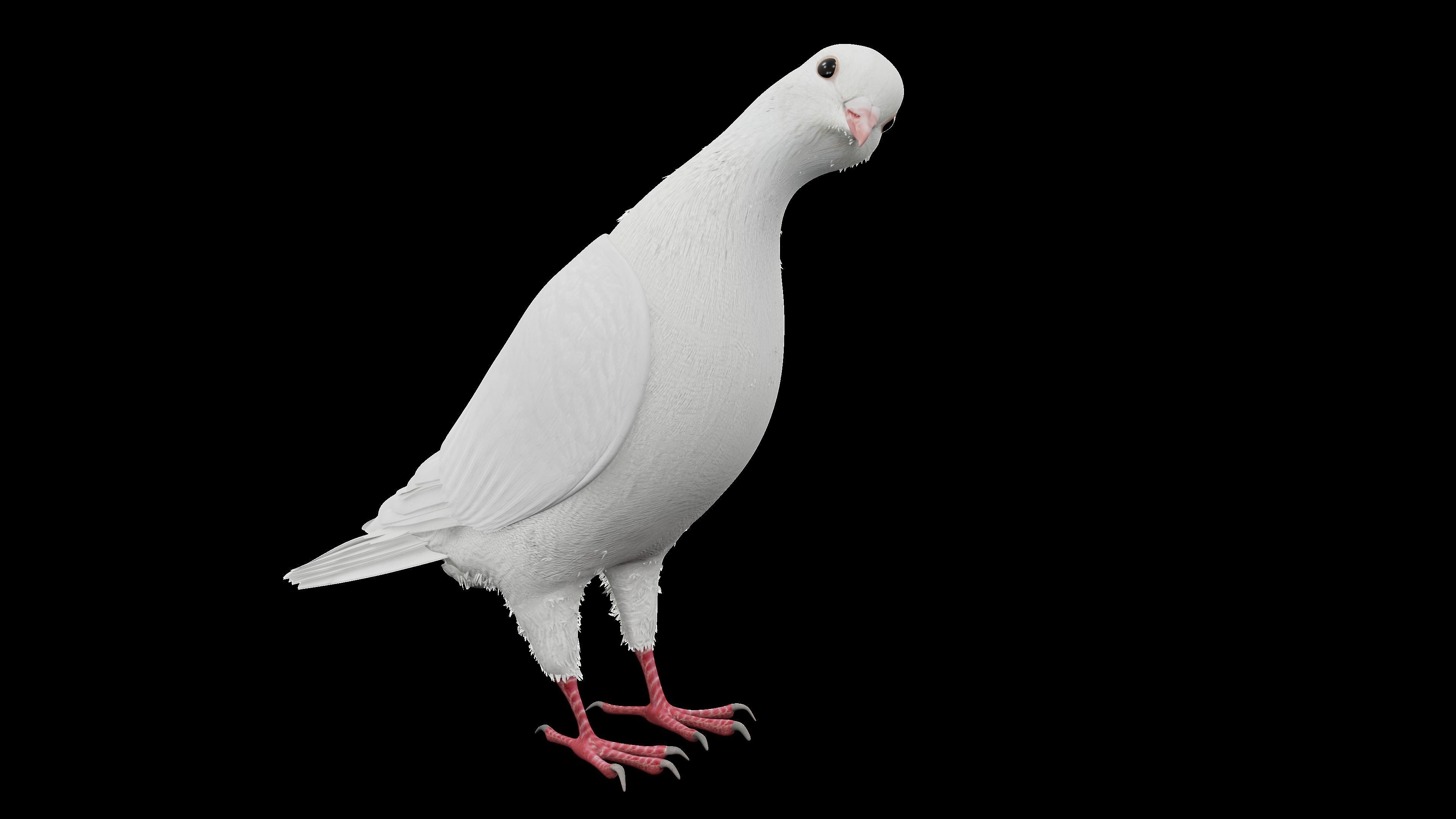 Realistic Animated White Dove Low-poly Low-poly 3D model_8