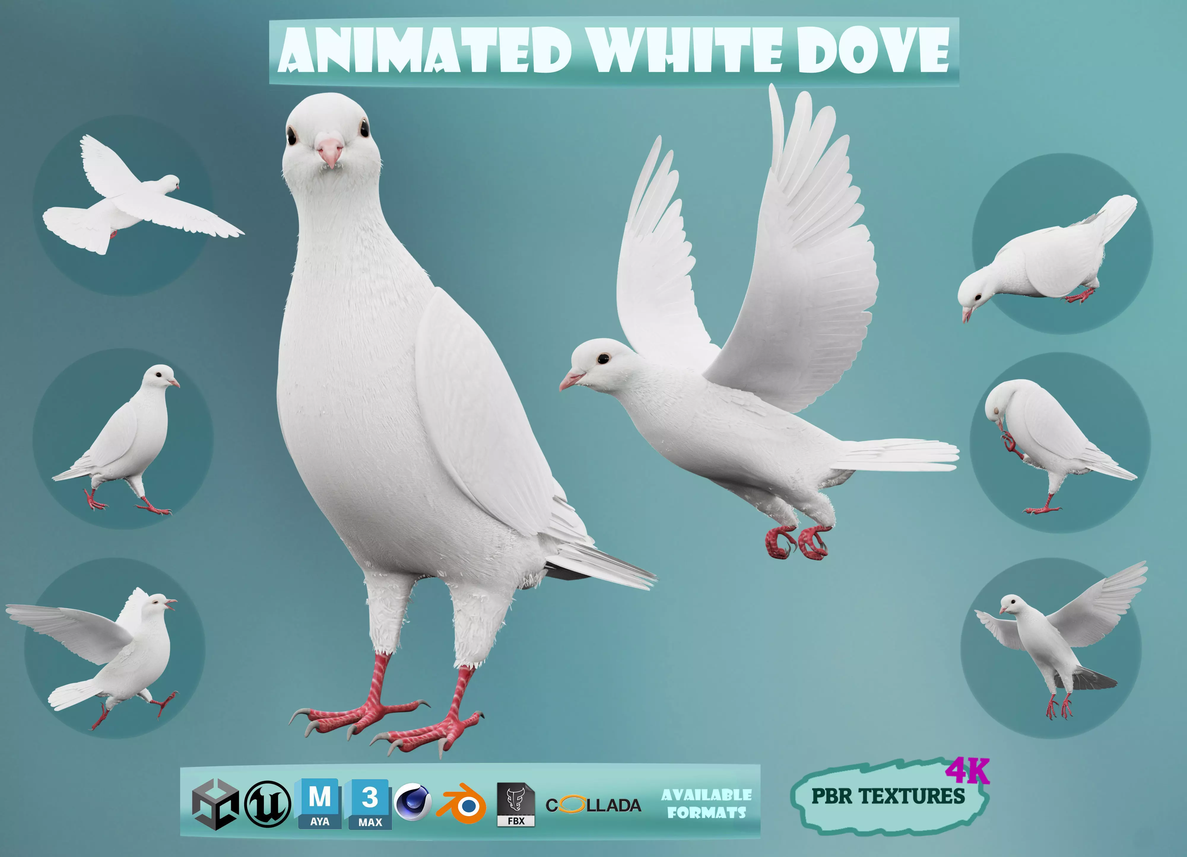 Realistic Animated White Dove Low-poly Low-poly 3D model_0