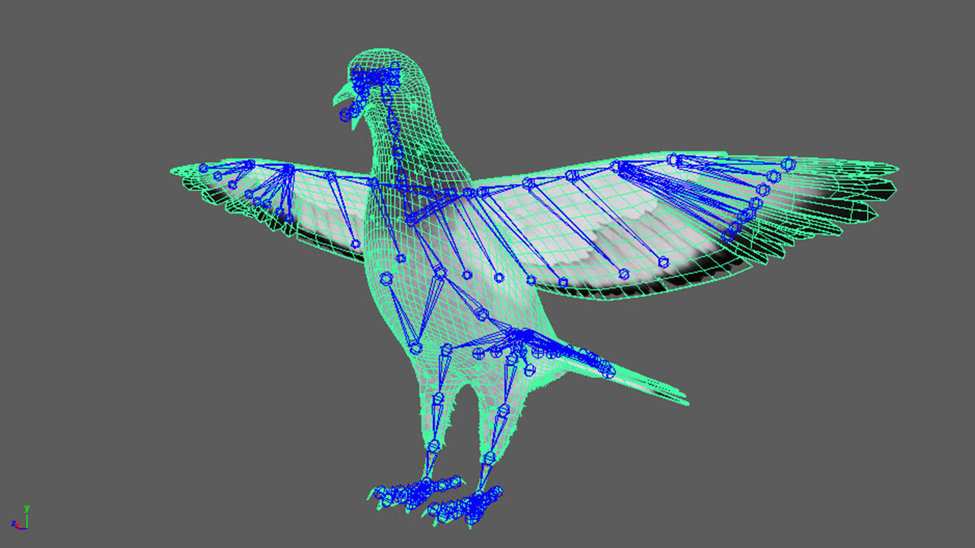 Realistic Animated Rock Pigeon Low-poly 3D model_12