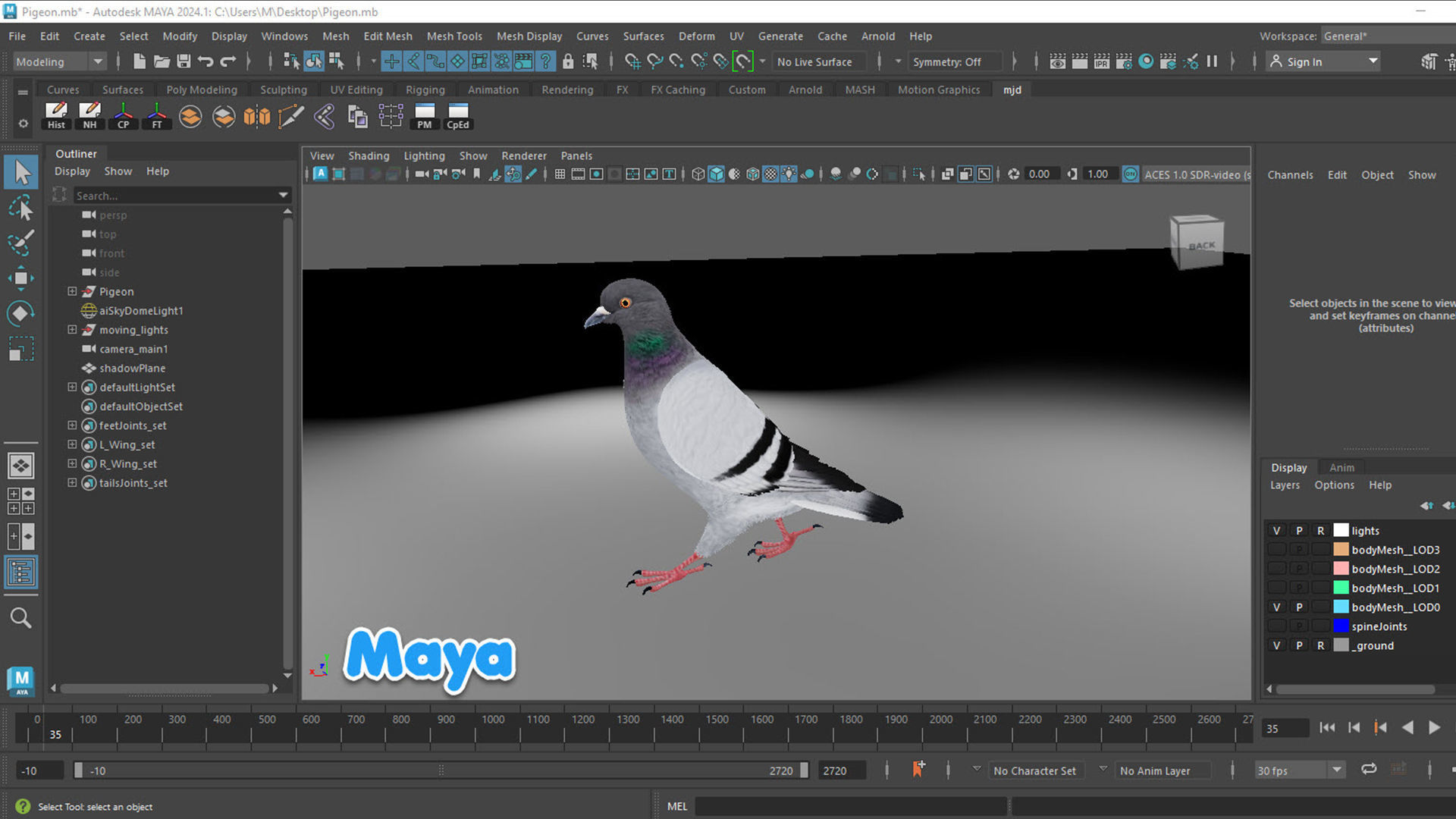 Realistic Animated Rock Pigeon Low-poly 3D model_8