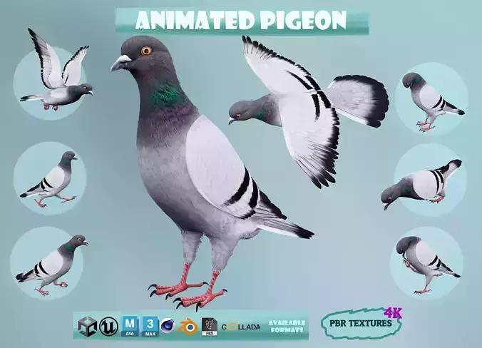 Realistic Animated Rock Pigeon Low-poly 3D model