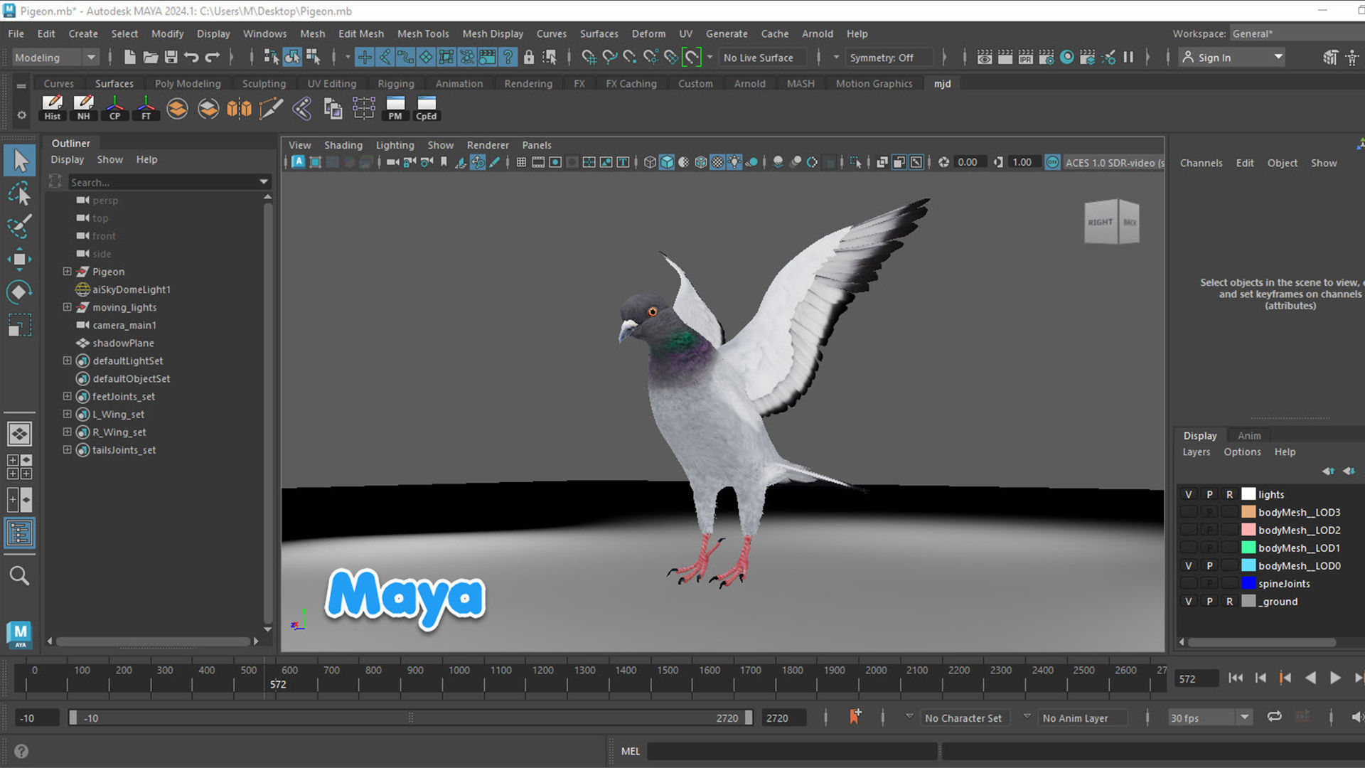 Realistic Animated Rock Pigeon Low-poly 3D model_15