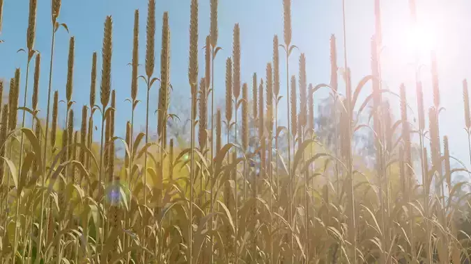 High Quality 3D Detailed Barley Model Low-poly 3D model