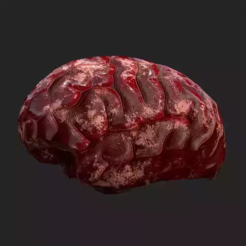 Human Brain 