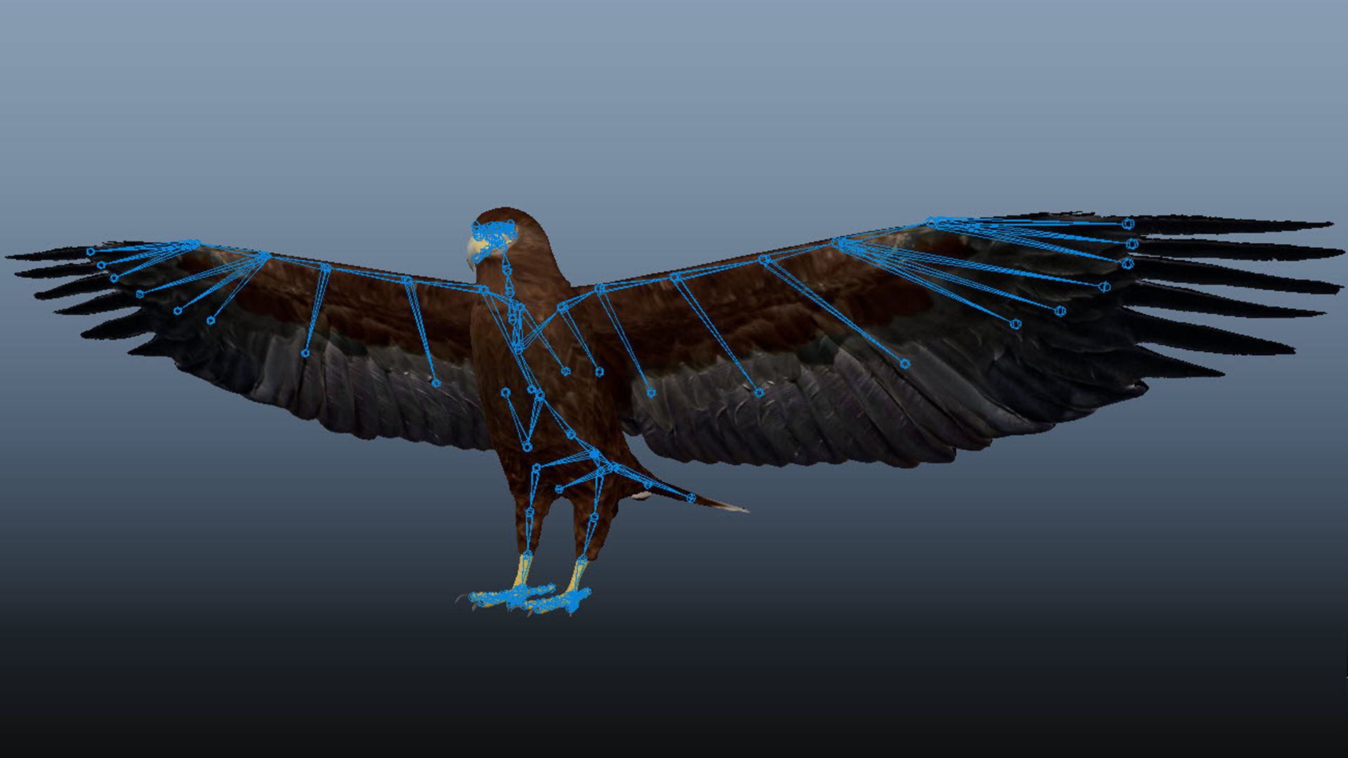Realistic Animated Golden Eagle Low-poly 3D model_13