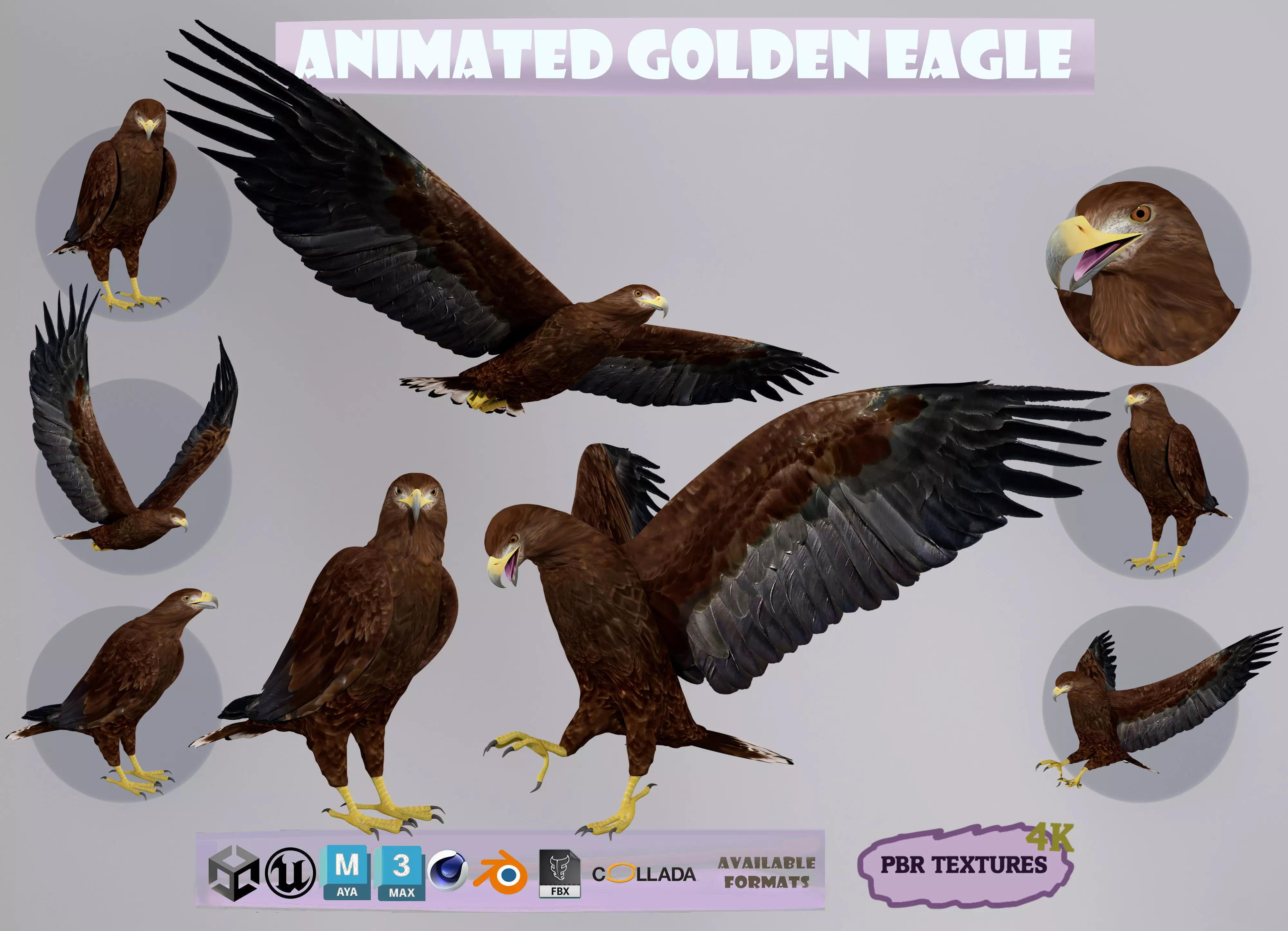 Realistic Animated Golden Eagle Low-poly 3D model_0