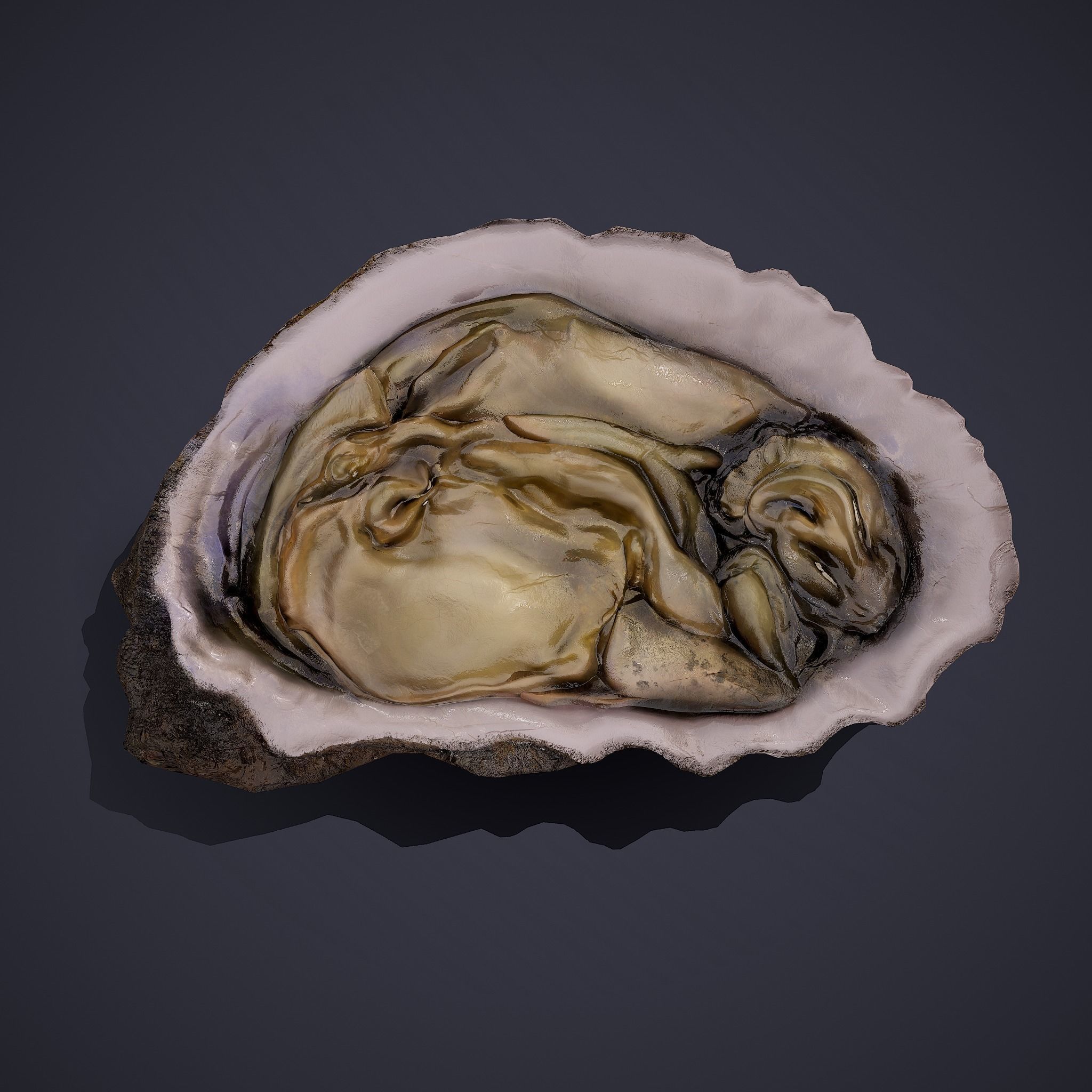 Oyster Low-poly 3D model_6