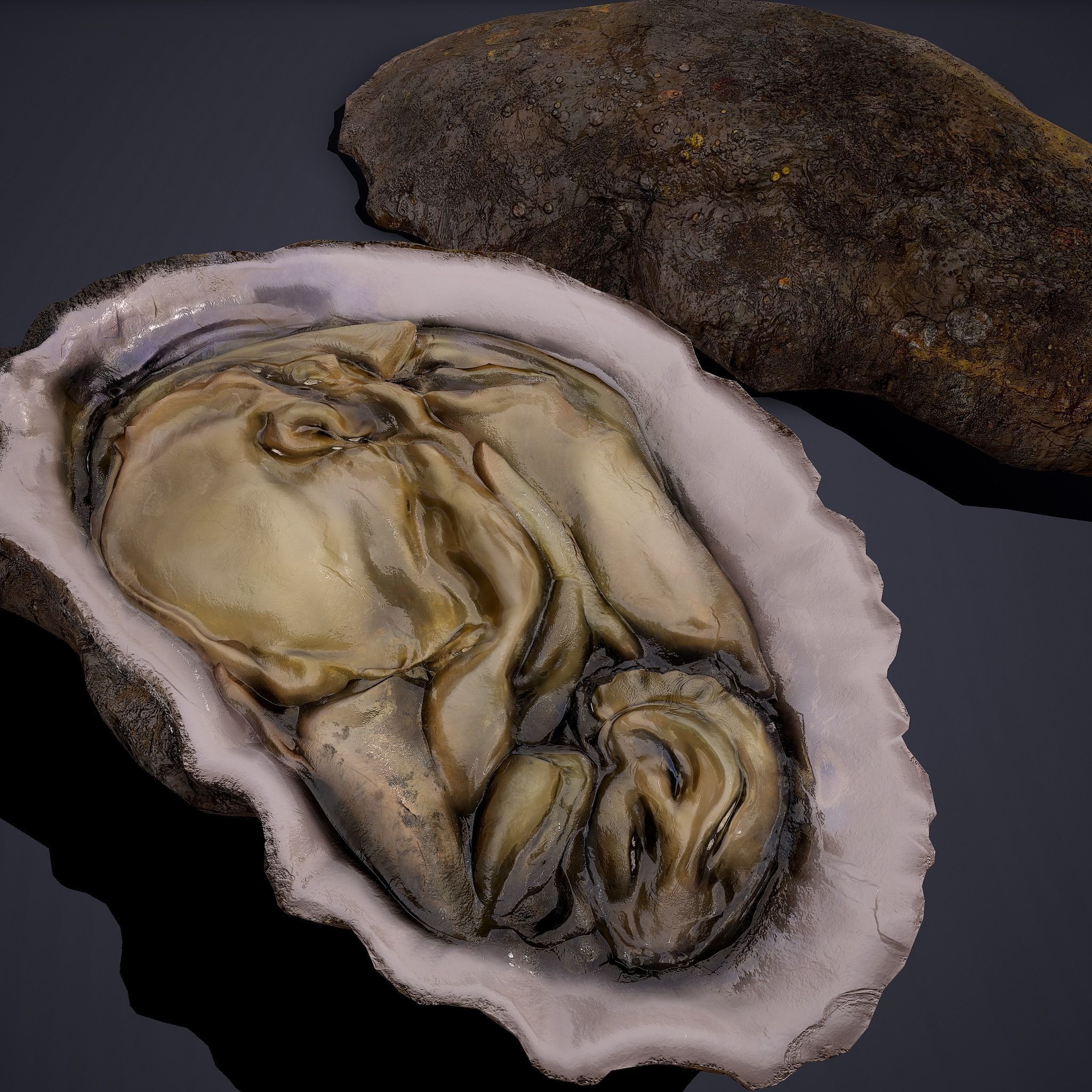 Oyster Low-poly 3D model_14