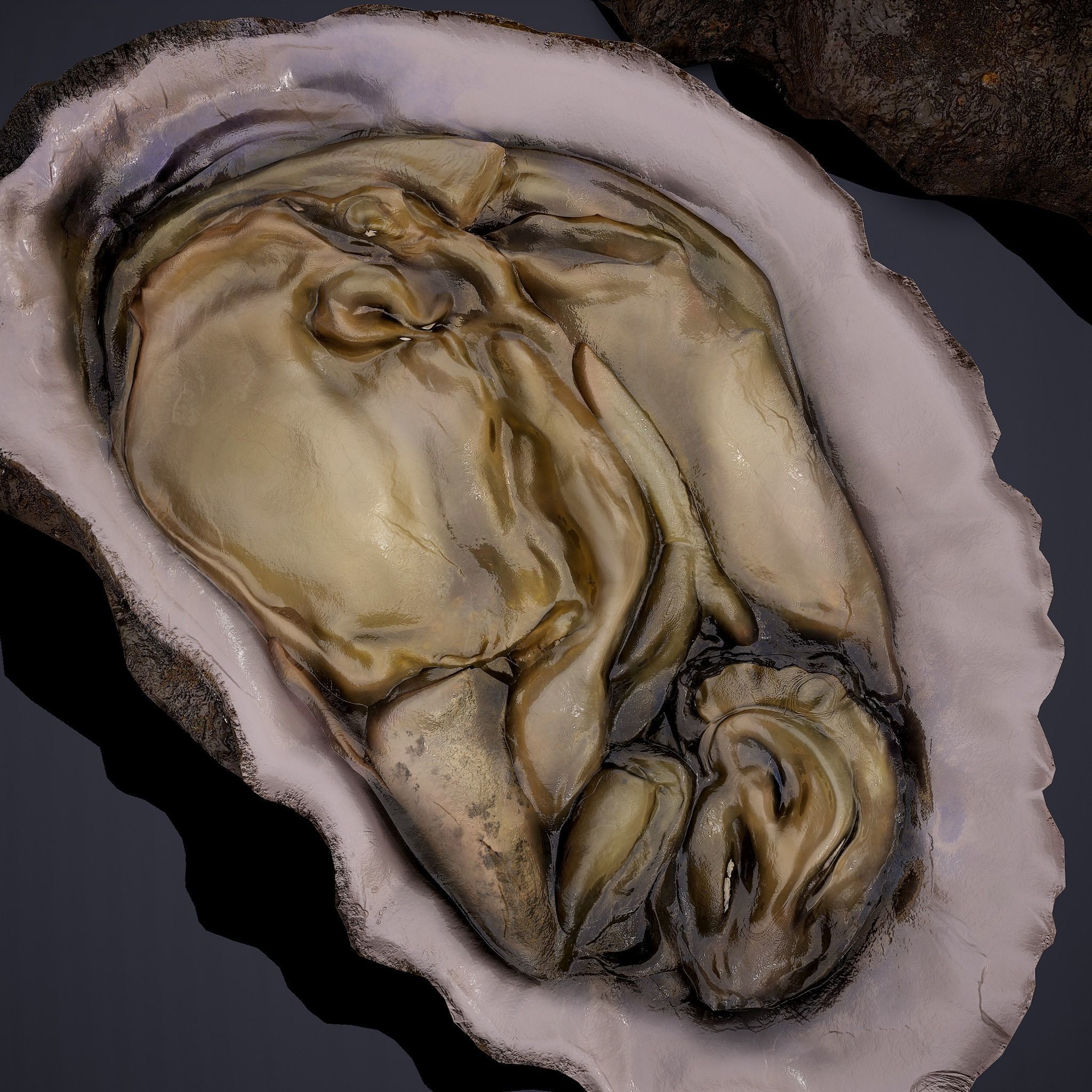 Oyster Low-poly 3D model_18