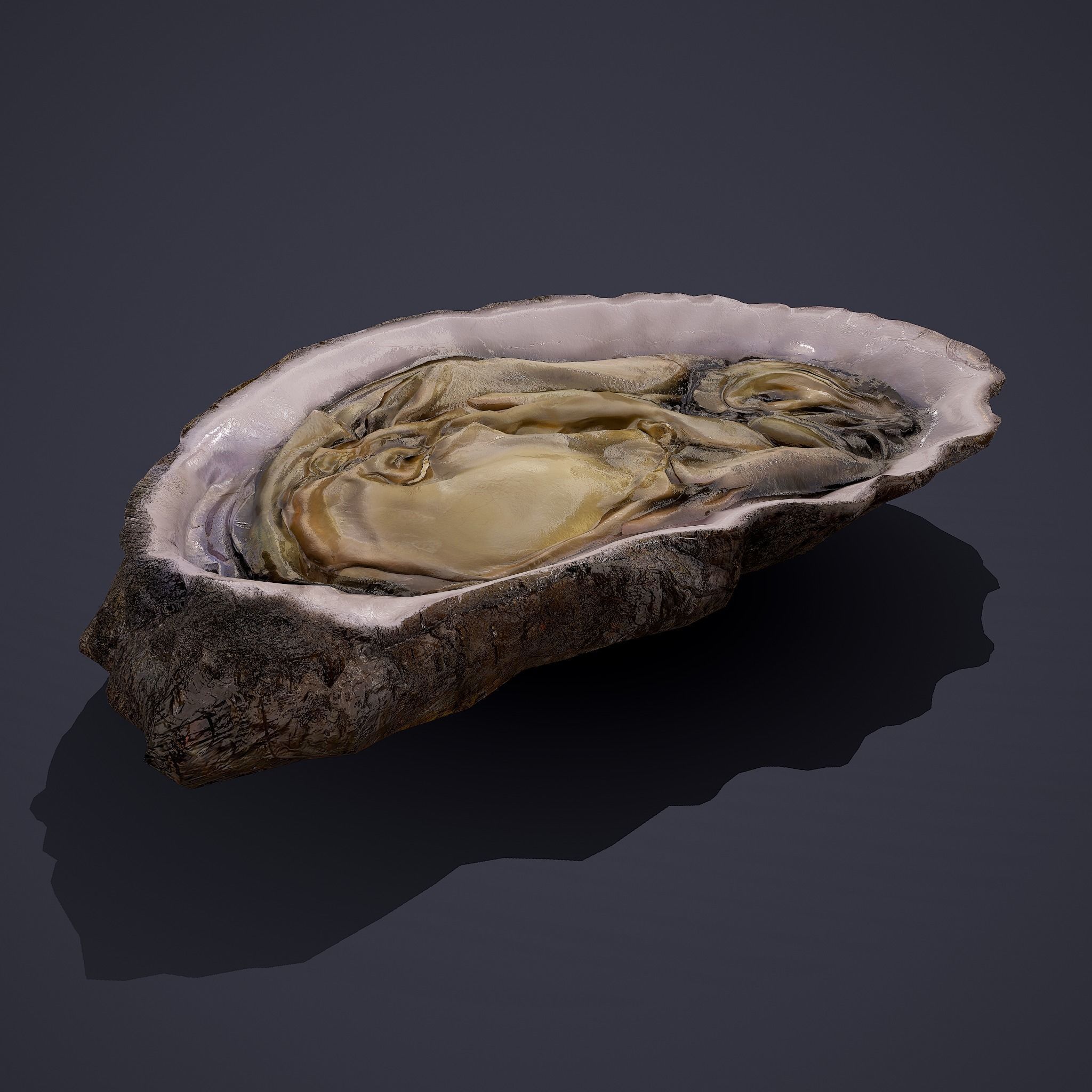 Oyster Low-poly 3D model_2