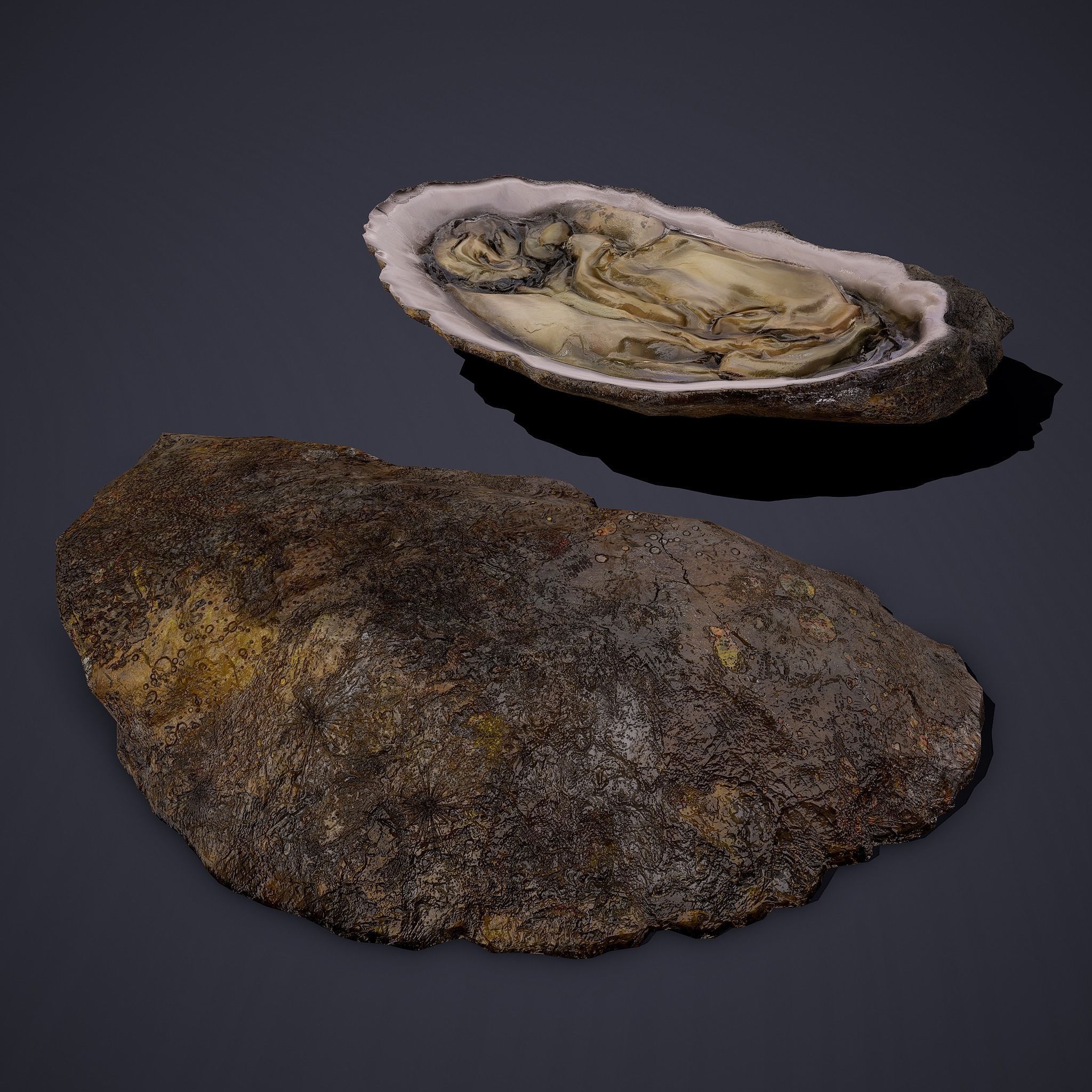 Oyster Low-poly 3D model_8