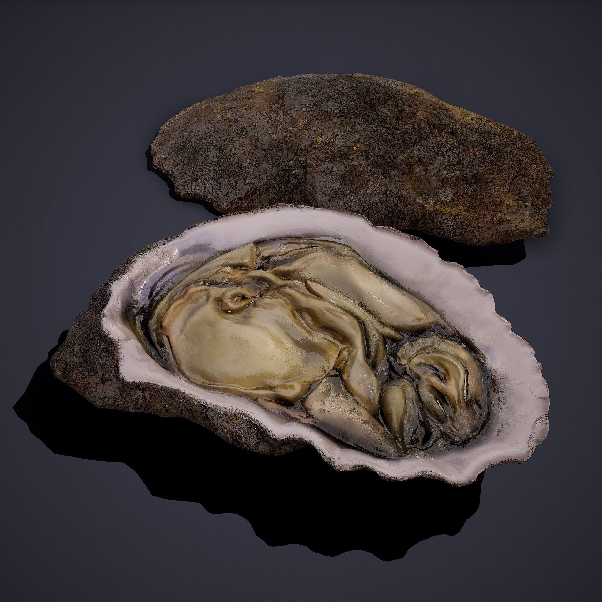 Oyster Low-poly 3D model_21