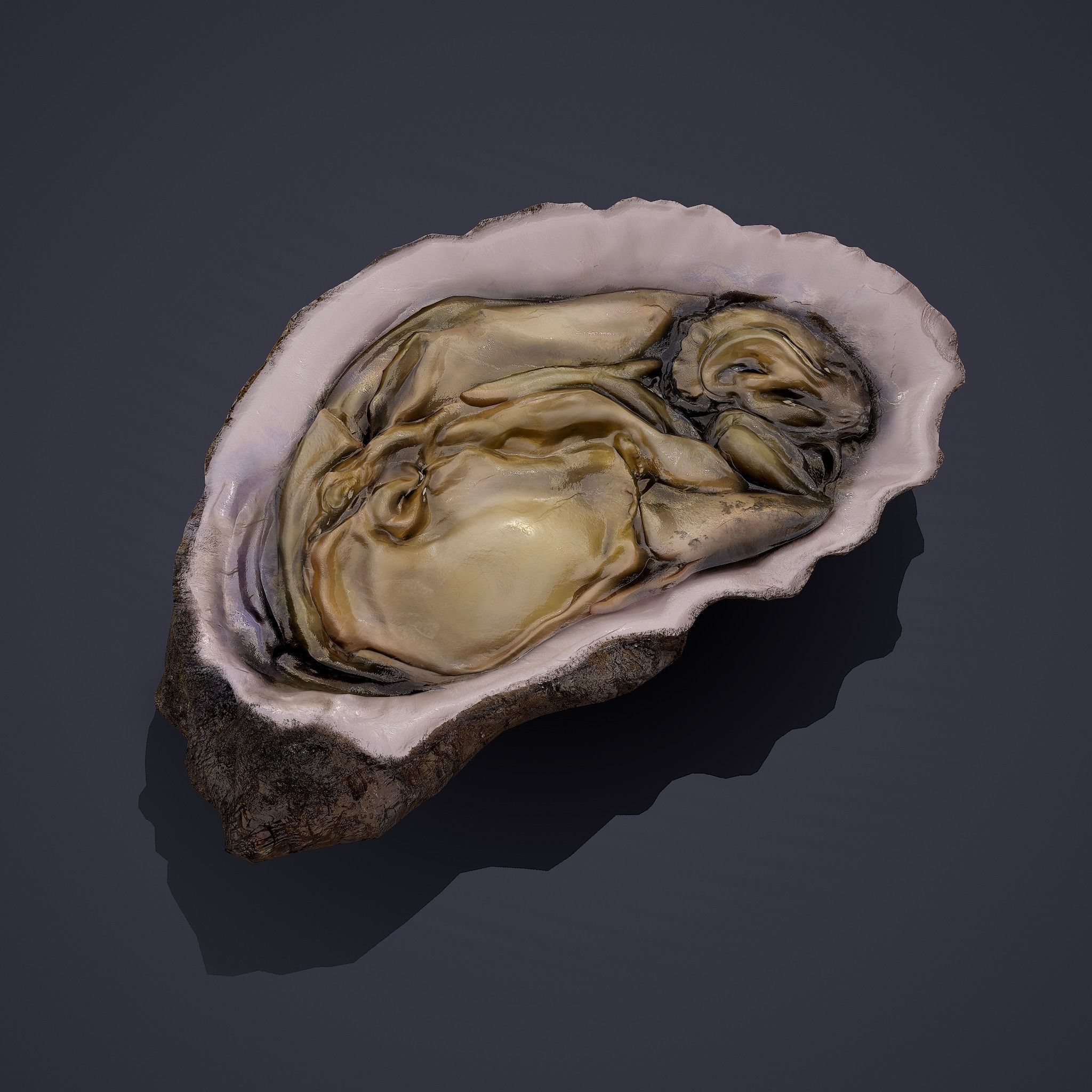 Oyster Low-poly 3D model_0