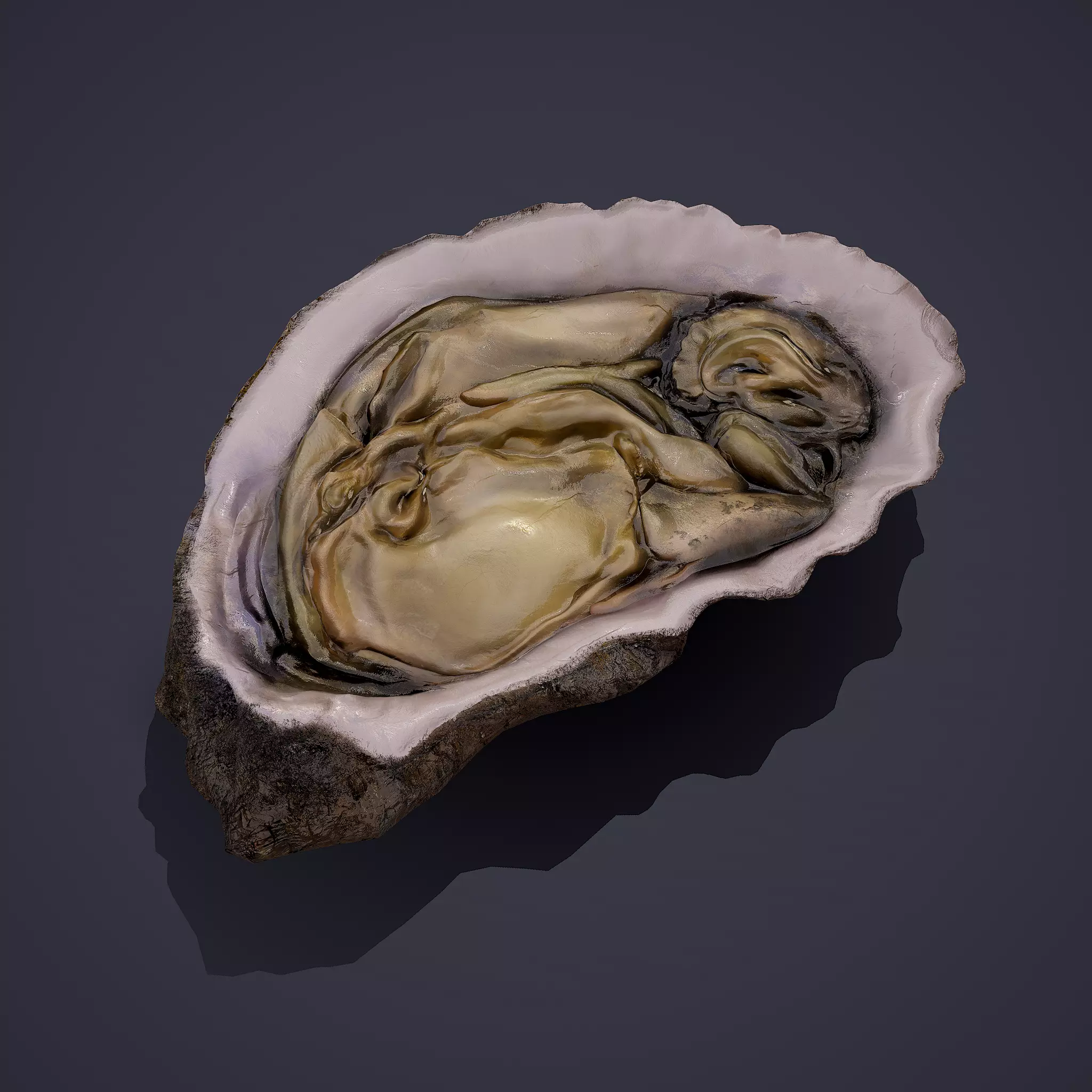 Oyster Low-poly 3D model