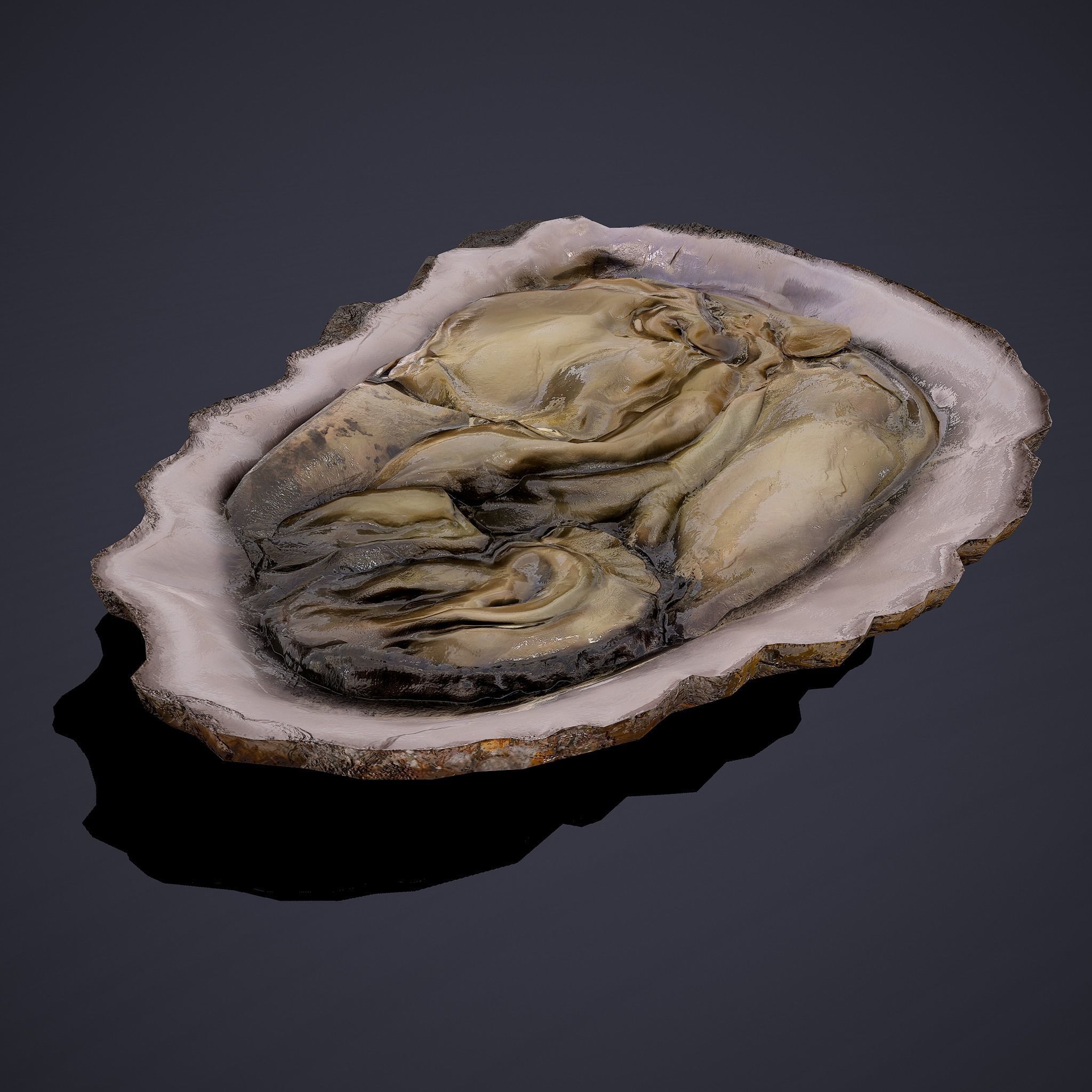 Oyster Low-poly 3D model_20