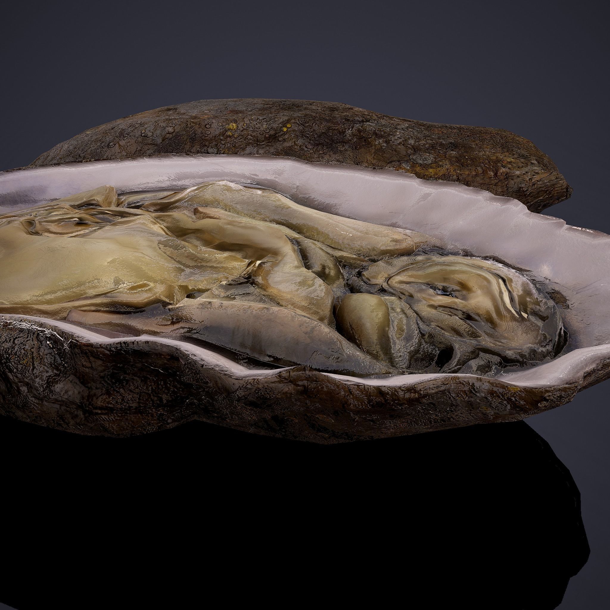 Oyster Low-poly 3D model_17