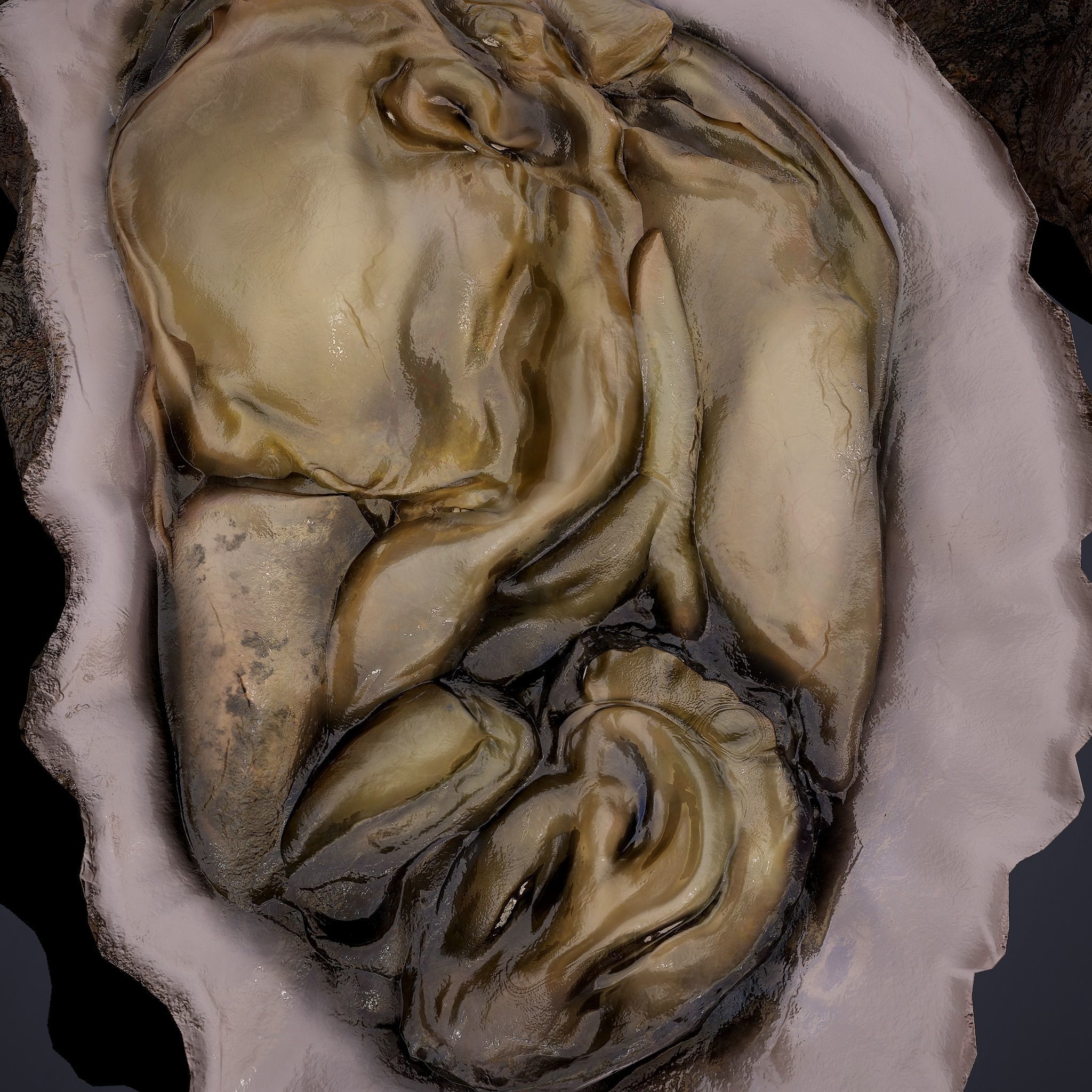 Oyster Low-poly 3D model_12