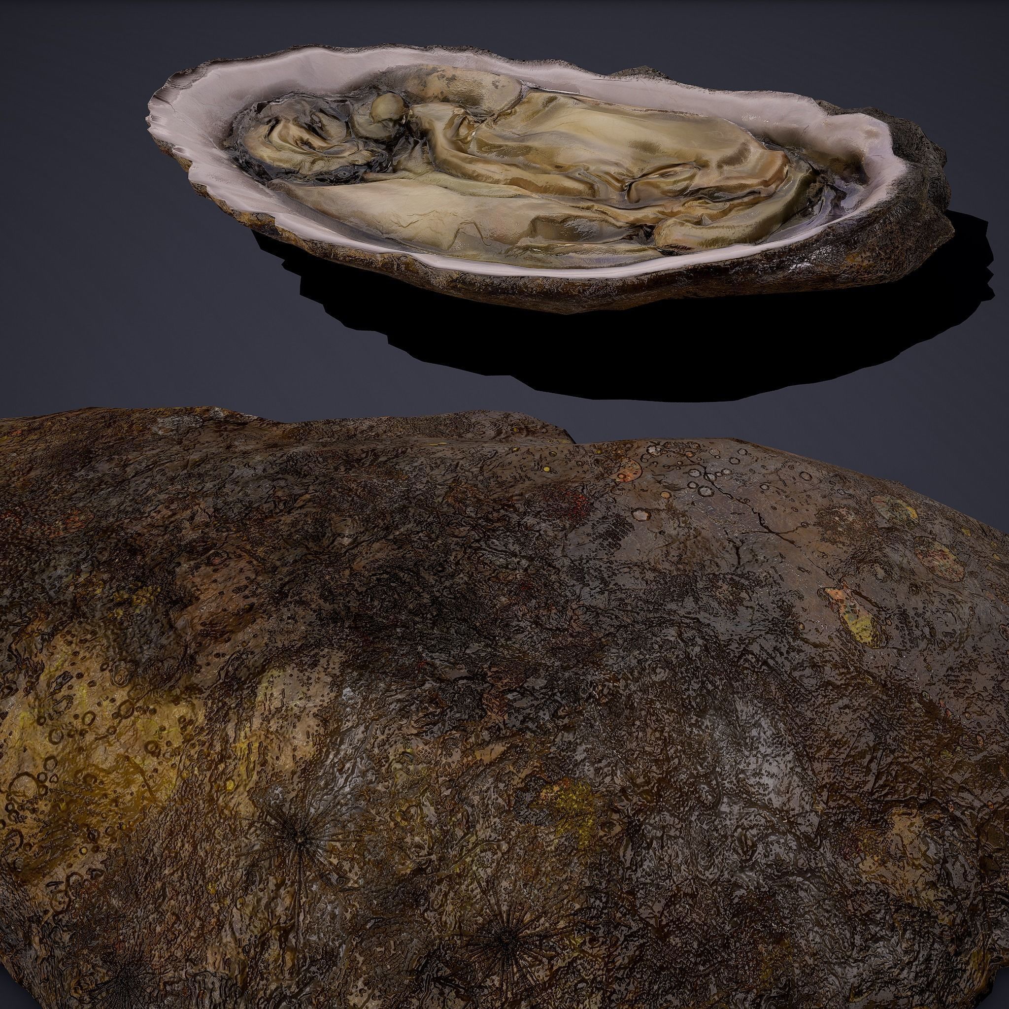 Oyster Low-poly 3D model_16