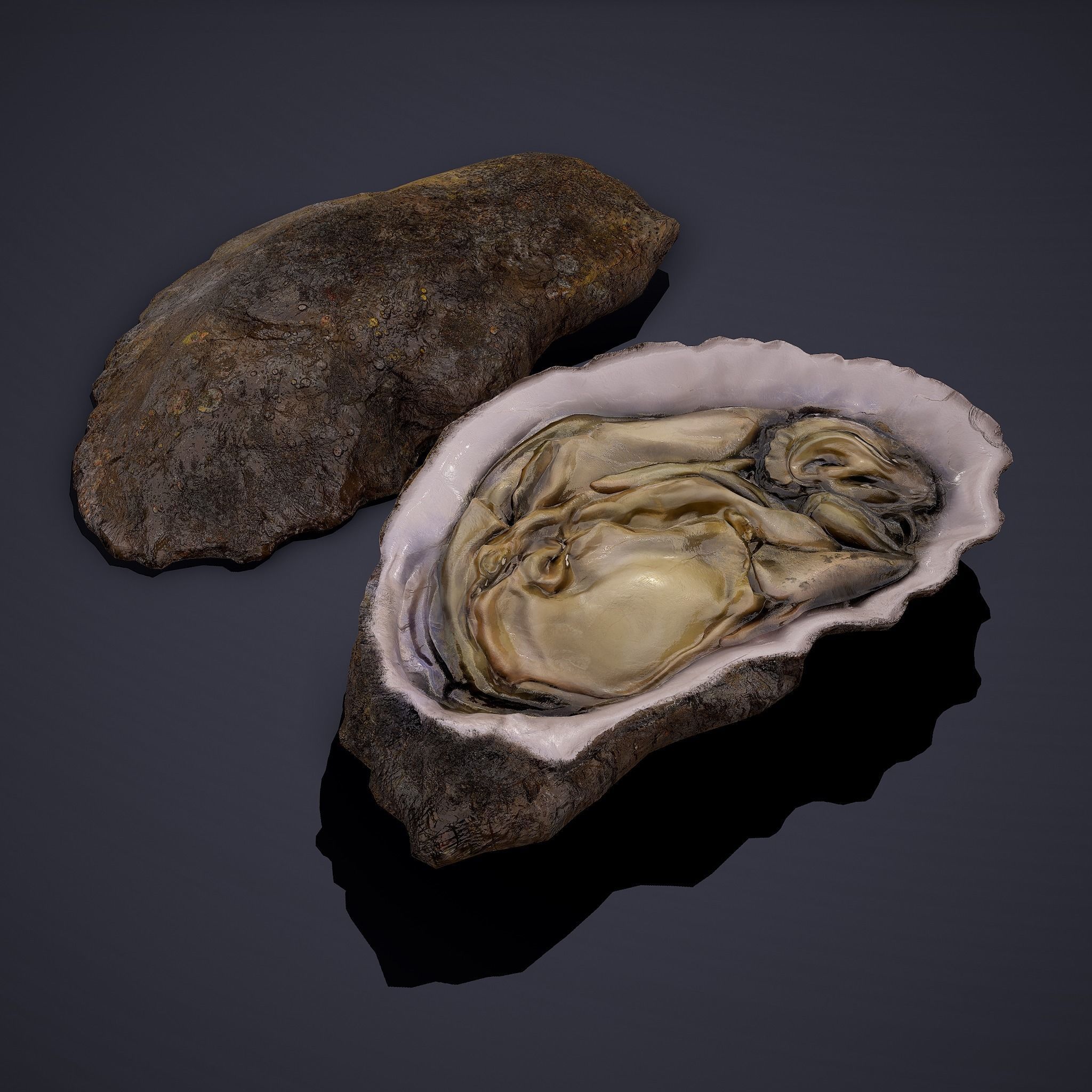 Oyster Low-poly 3D model_13