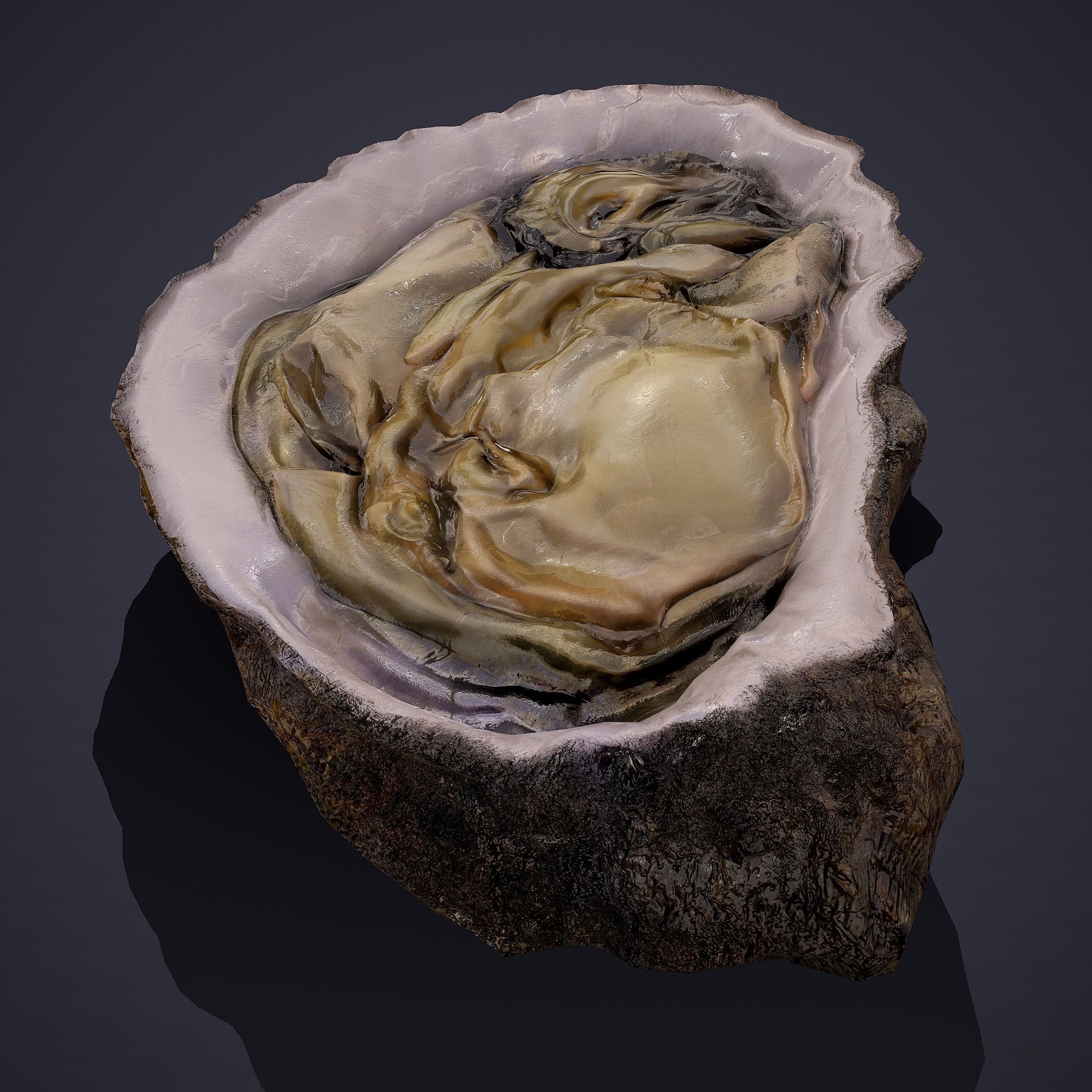 Oyster Low-poly 3D model_3