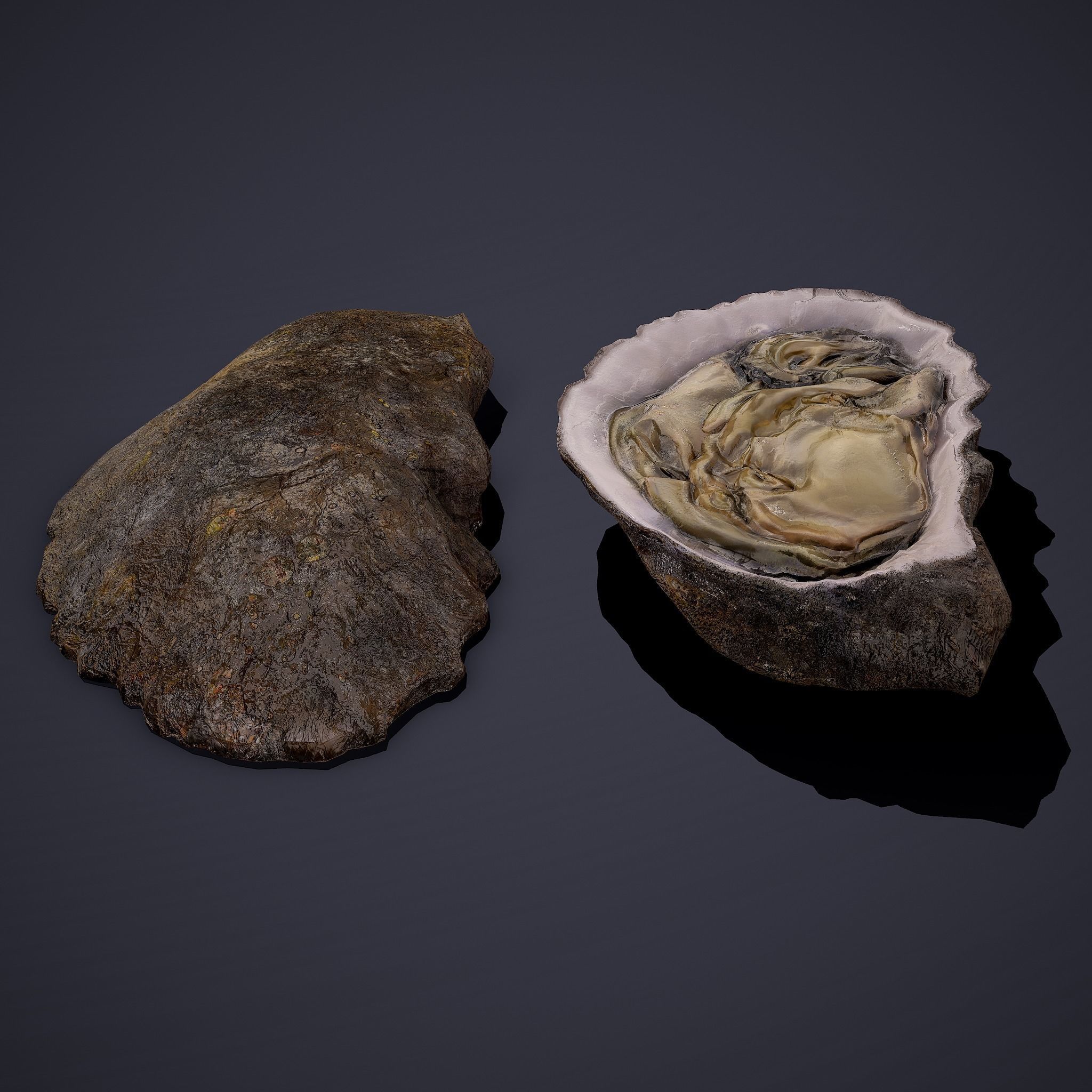 Oyster Low-poly 3D model_10