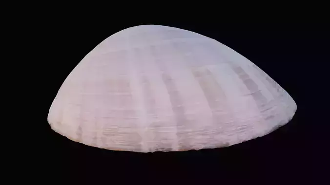 Tellin Sea Shell Low-poly 3D model