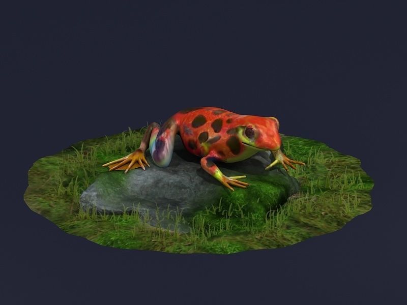Jungle frogs poison dart frogs rainforest frogs Amphibians