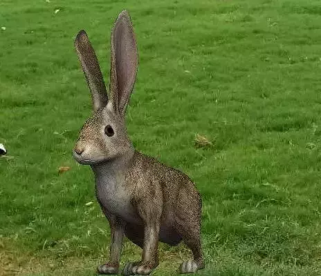Rabbit Highpoly in grassy field
