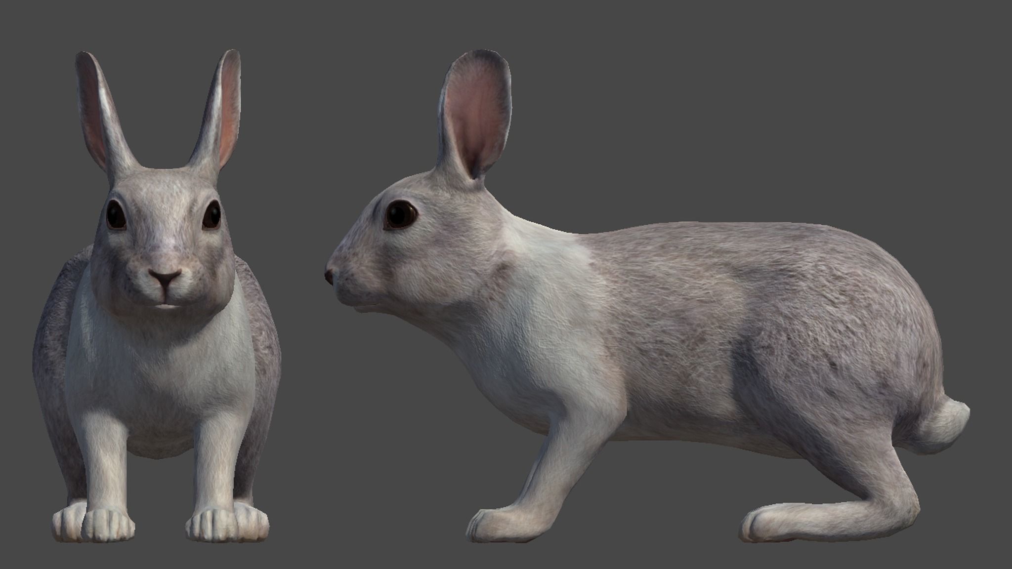 Rabbit Family Low-poly 3D model_16