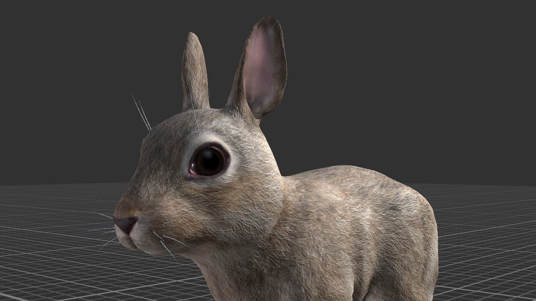 Rabbit Family Low-poly 3D model_13