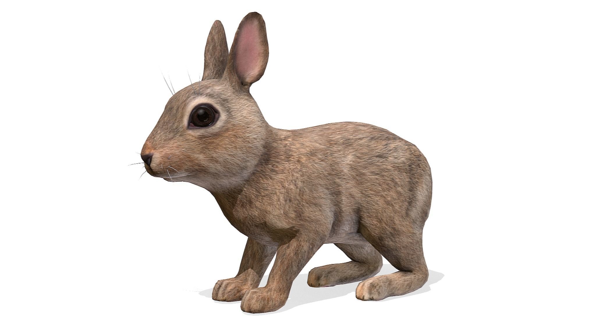 Rabbit Family Low-poly 3D model_5