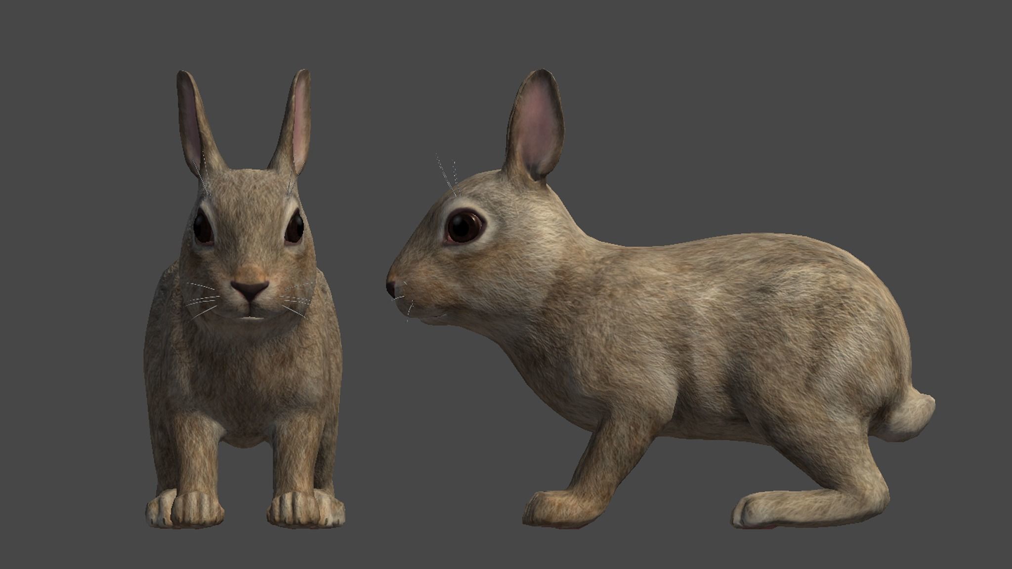 Rabbit Family Low-poly 3D model_17