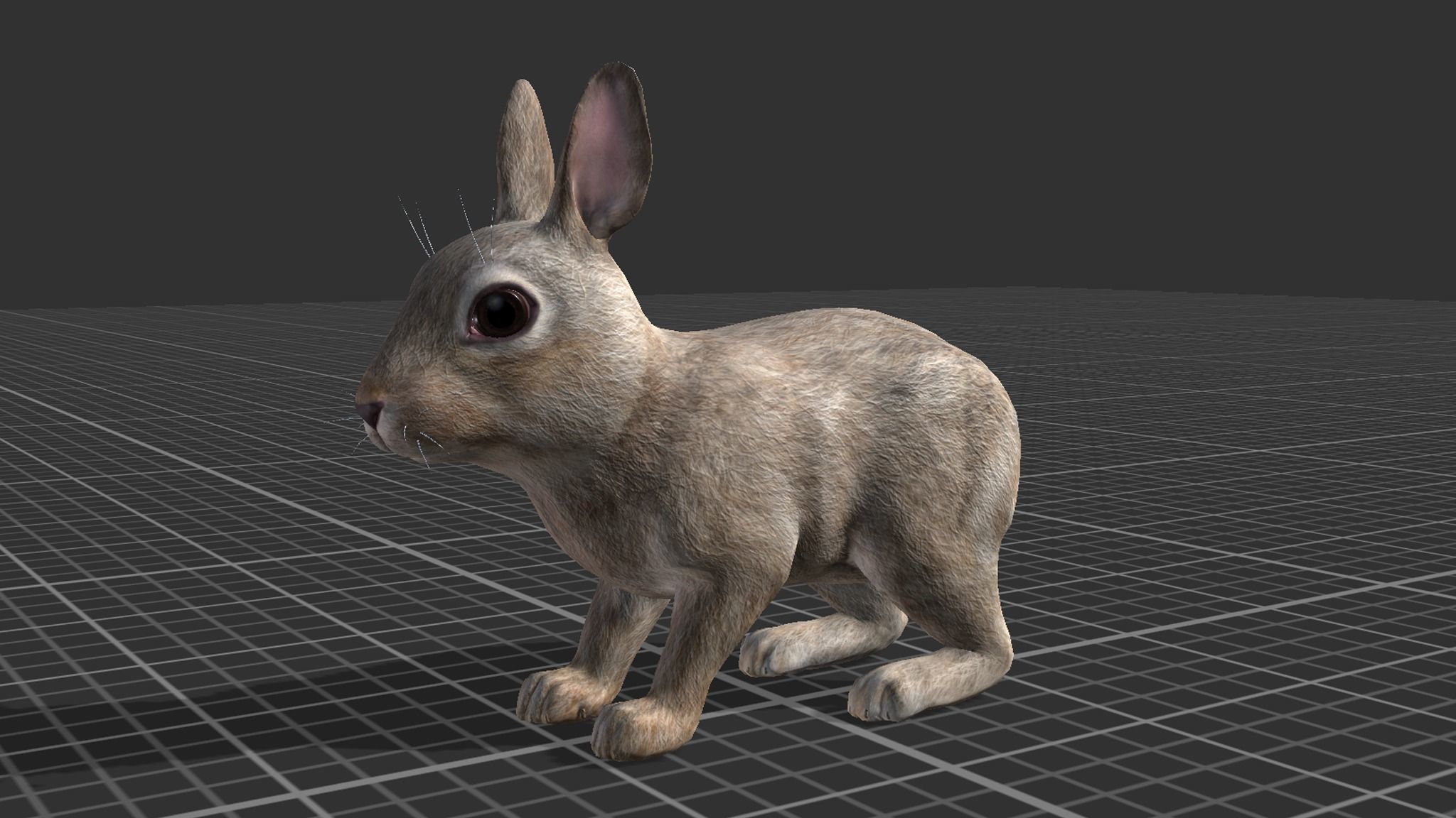 Rabbit Family Low-poly 3D model_12