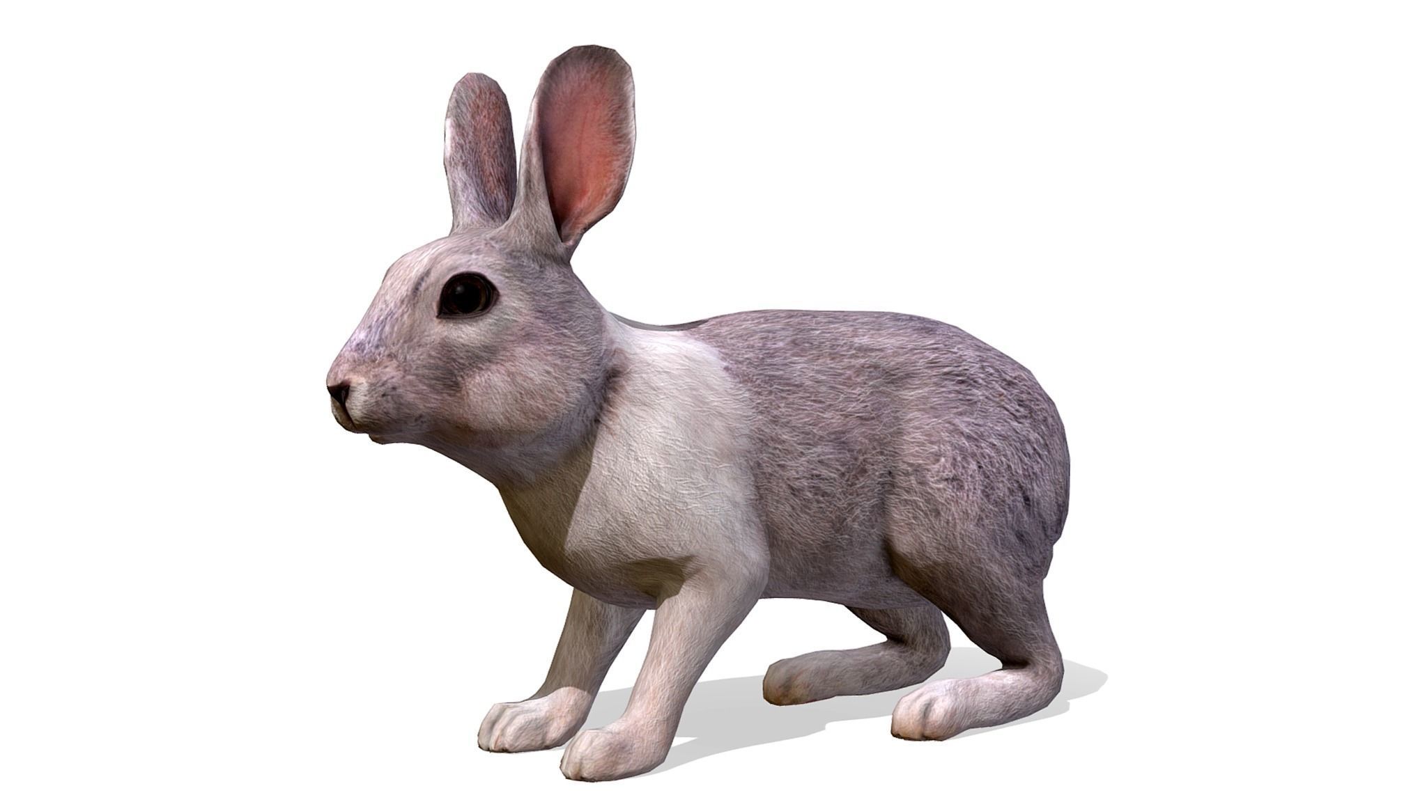 Rabbit Family Low-poly 3D model_3