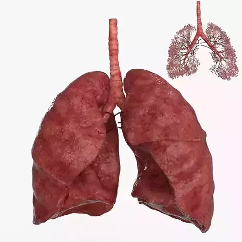 Respiratory System 3D model