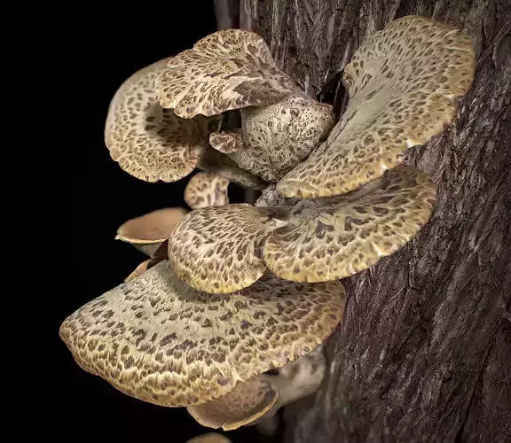 Wood Mushrooms on a Trees - Polyporus Squamosus Fungi Low-poly 3D model