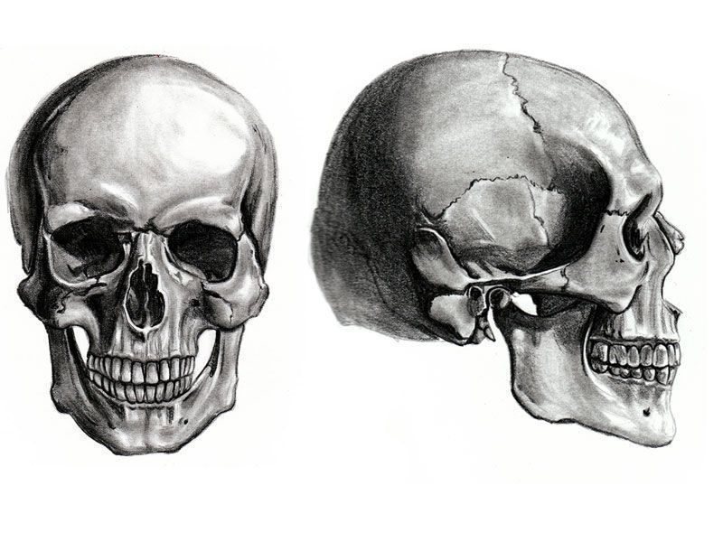 Skull Model High Detailed  3D model_3